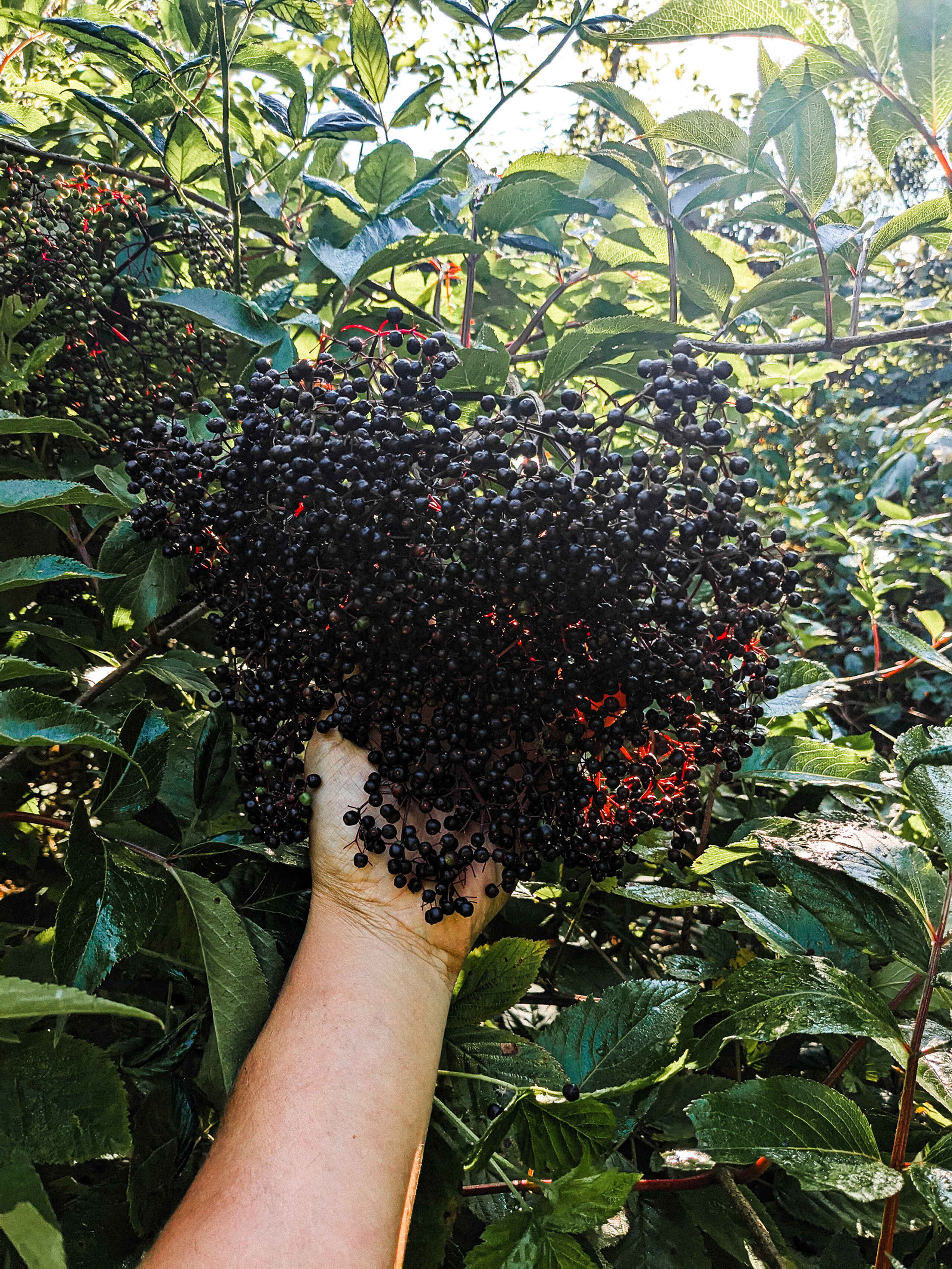 Hand holding a freshly picked cluster of wild blackberries from a berry bush