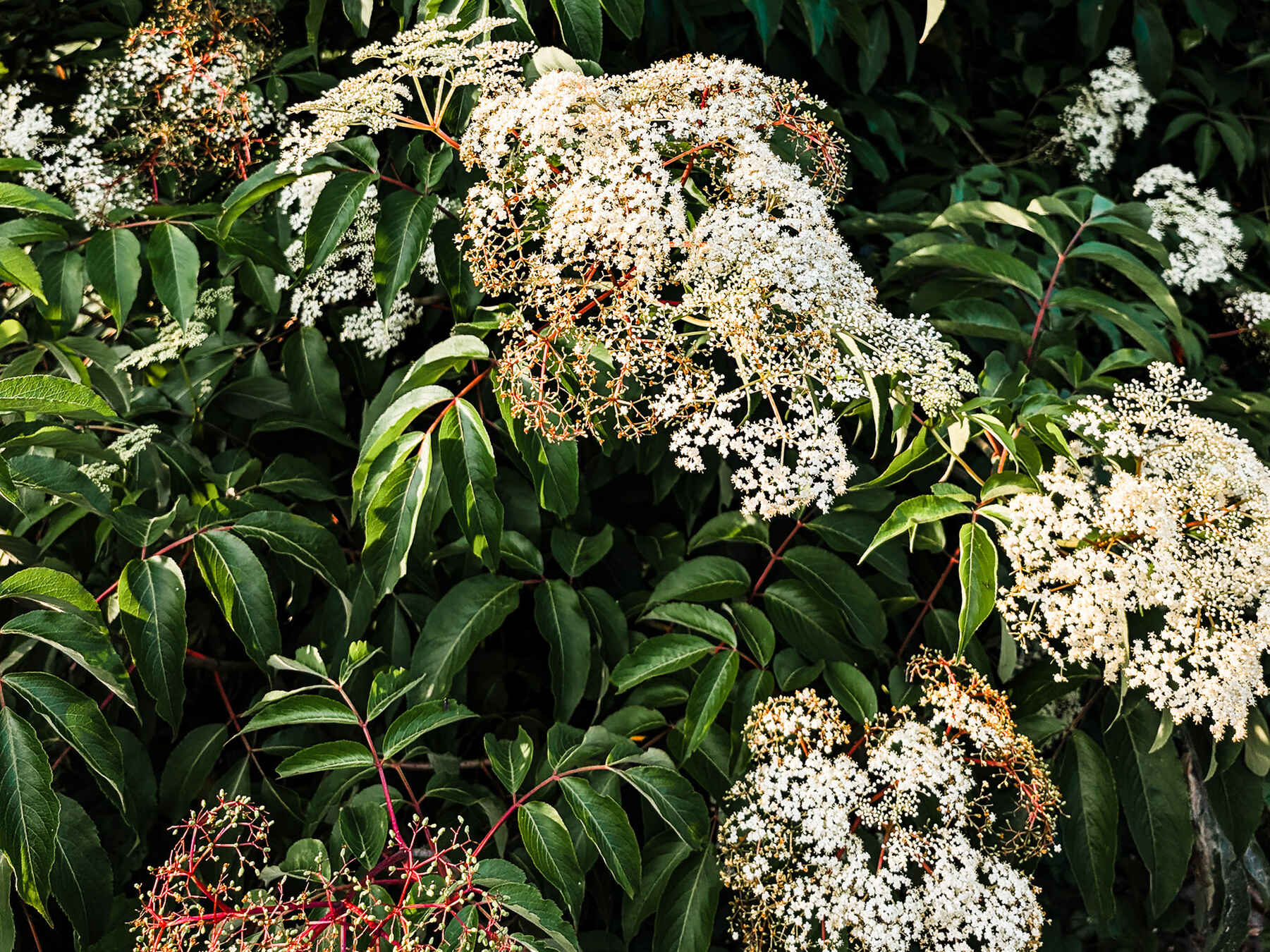 Clusters of small white and cream flowers bloom among green foliage on a foraging plant