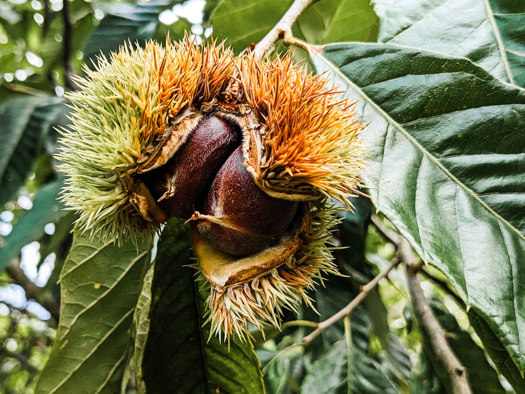 Spiky chestnut burr opening to reveal dark brown nuts on a tree branch surrounded by green leaves