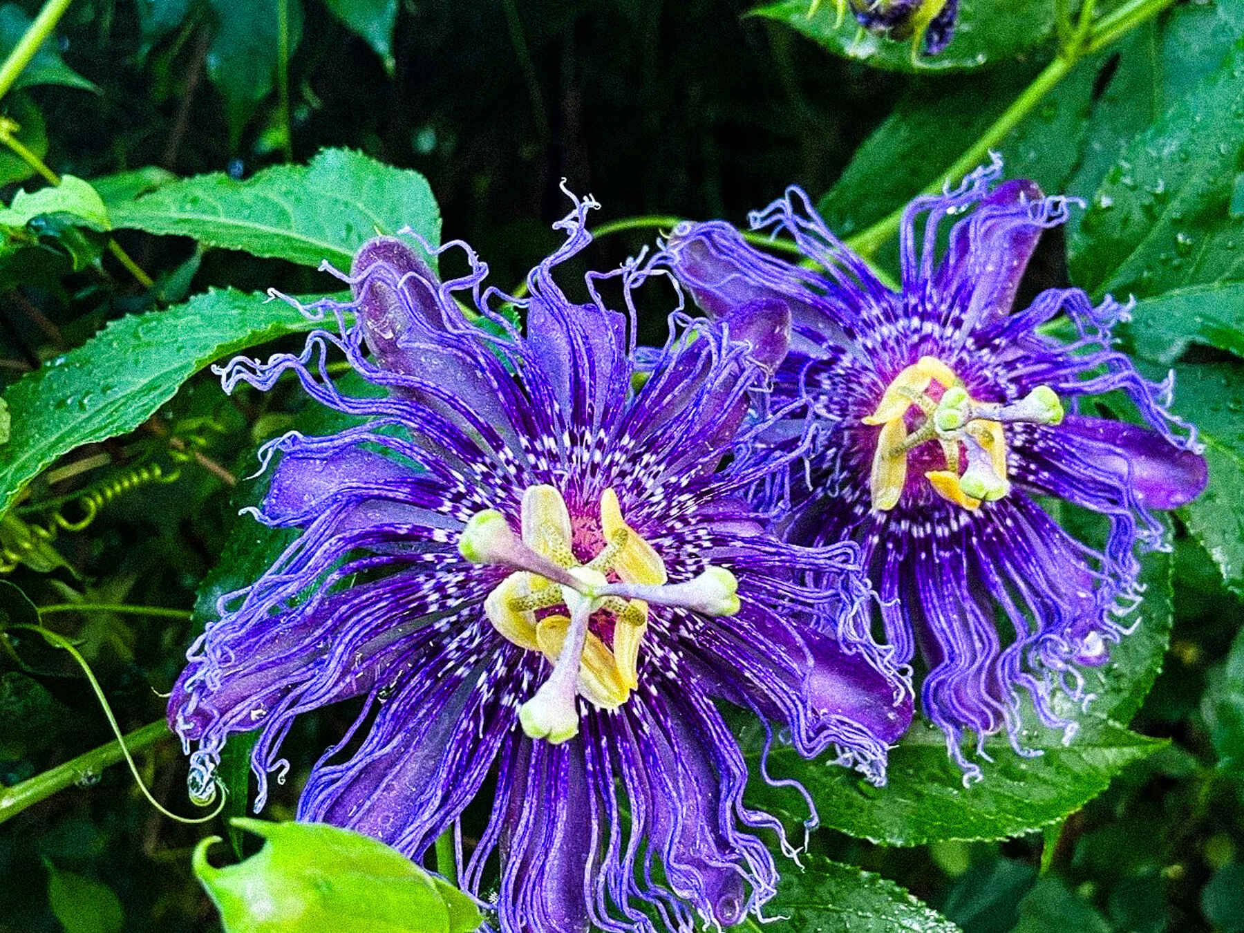 Purple passion flower with yellow stamens in full bloom surrounded by green foliage and buds