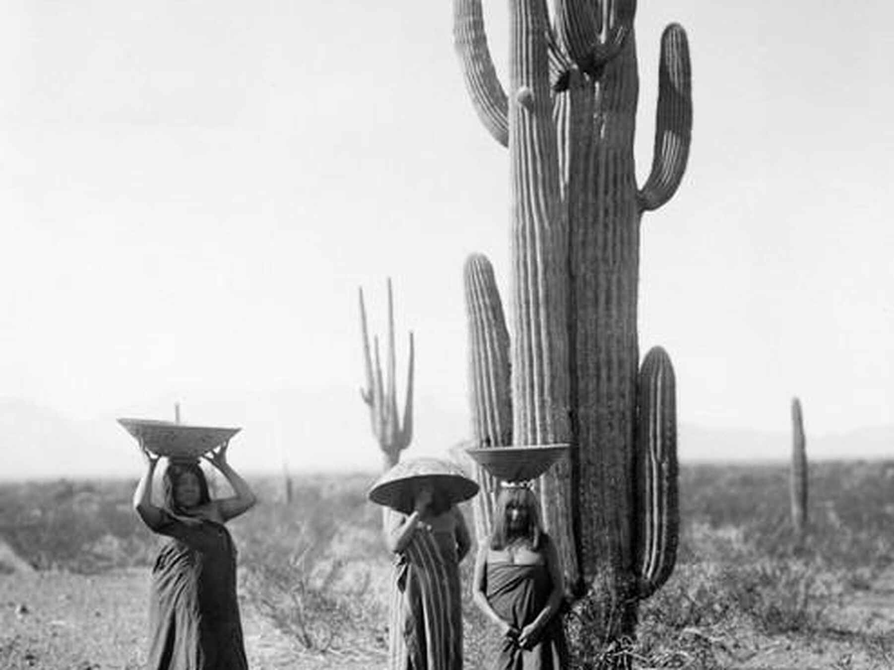 Maricopa women gathering saguaro cactus fruit in the desert