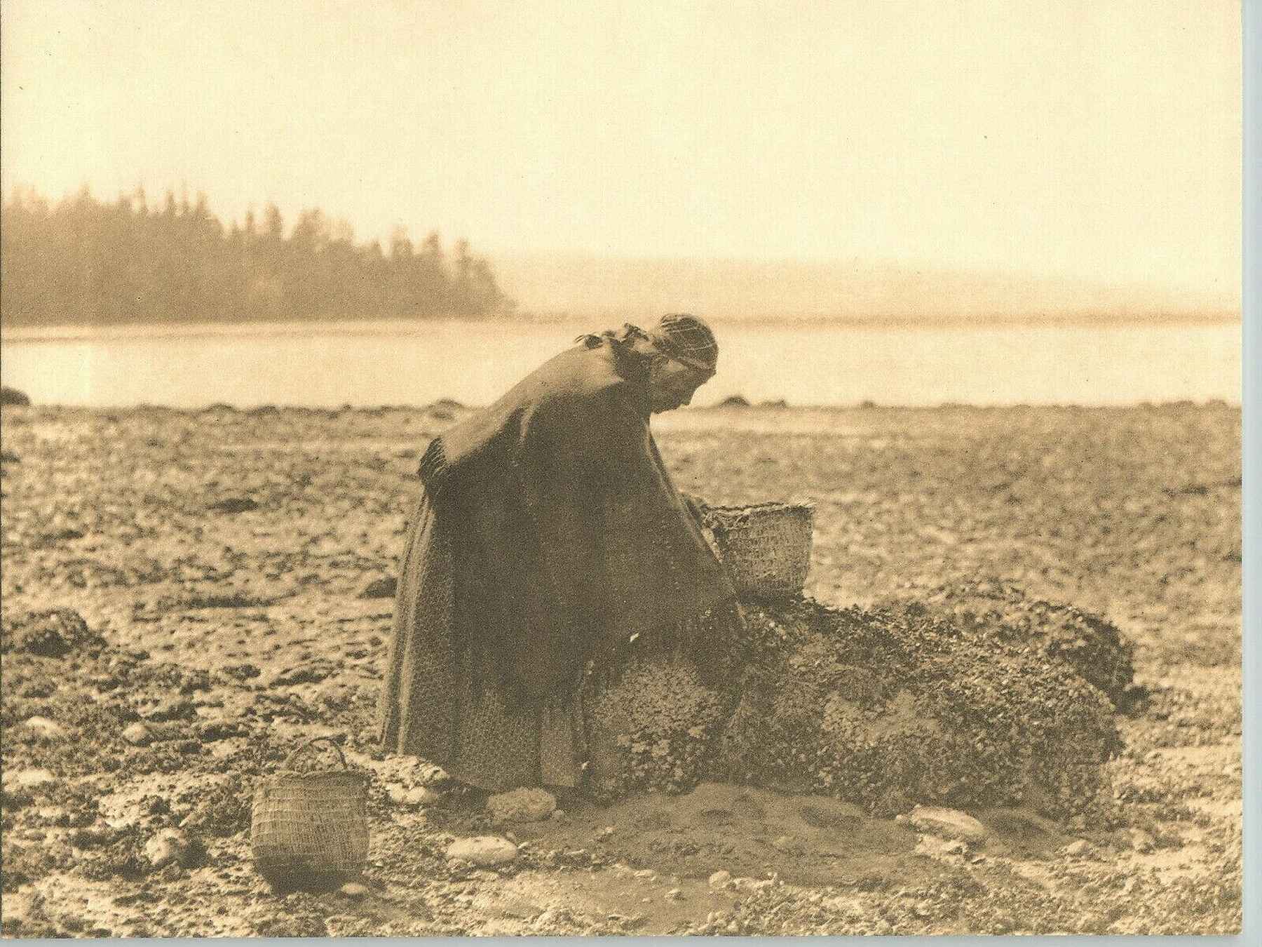 Indigenous woman gathering mussels on a rocky beach at dawn
