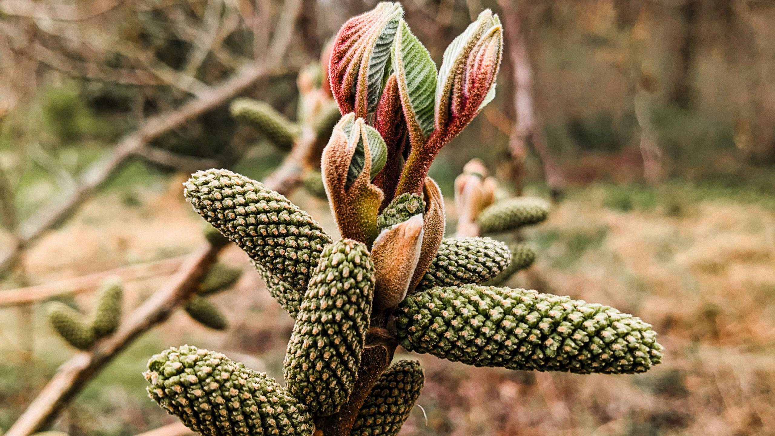 Fuzzy green catkin buds with reddish-brown tips emerging on a branch in early spring