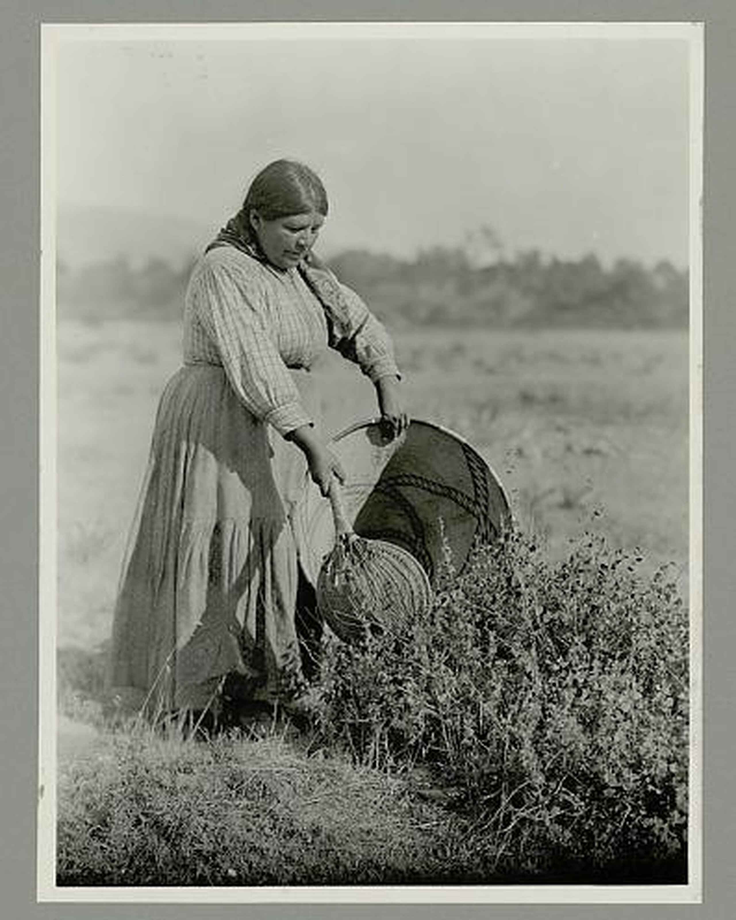 Woman harvesting seeds from wild plants in a field using a traditional basket