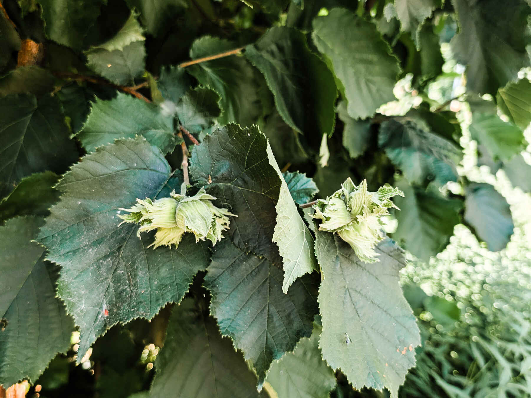 Hop plant with serrated green leaves and pale yellow cone-shaped flowers used in beer brewing