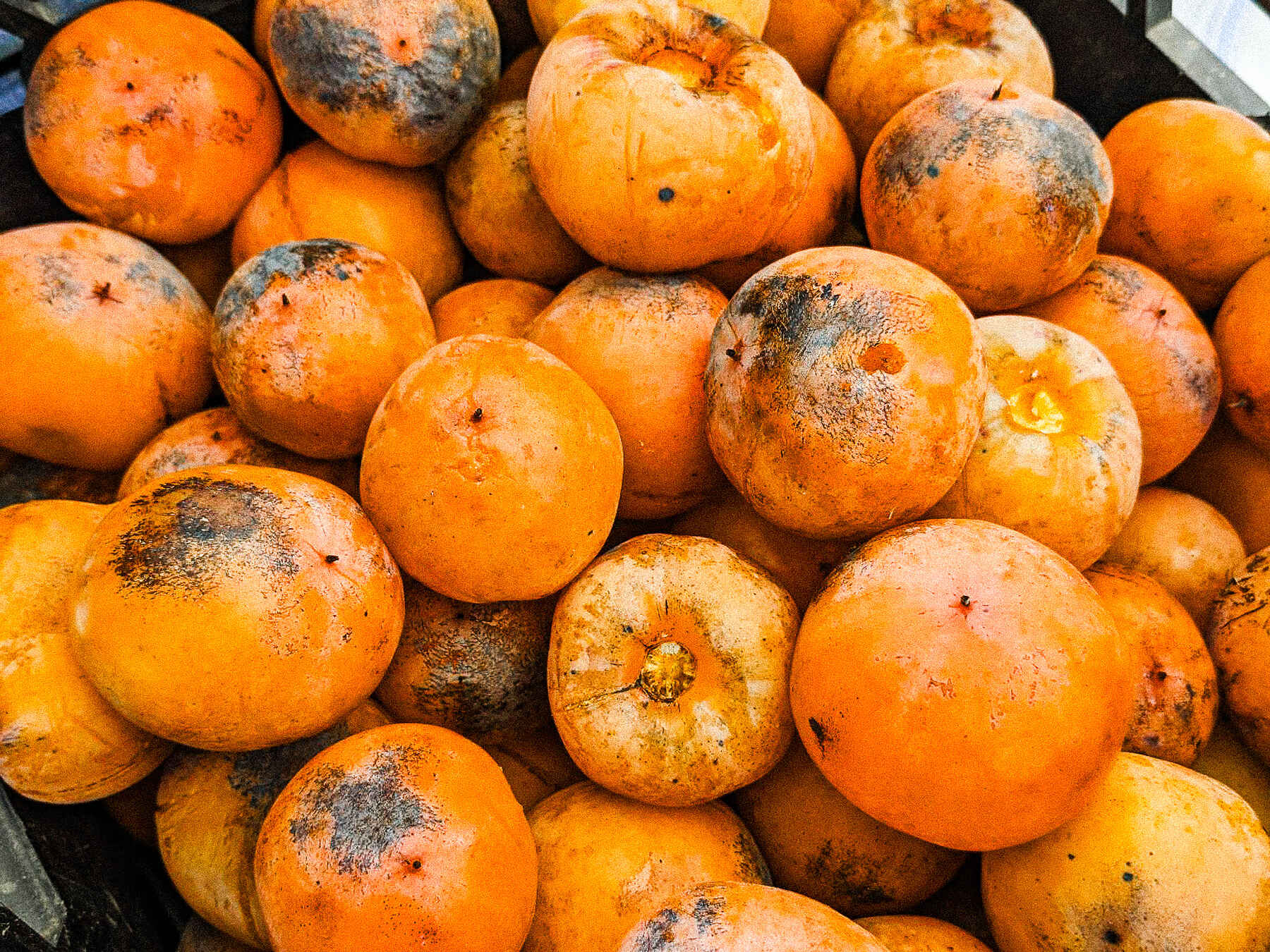 Freshly harvested persimmons with soil still clinging to their skin, displayed in a black plastic crate