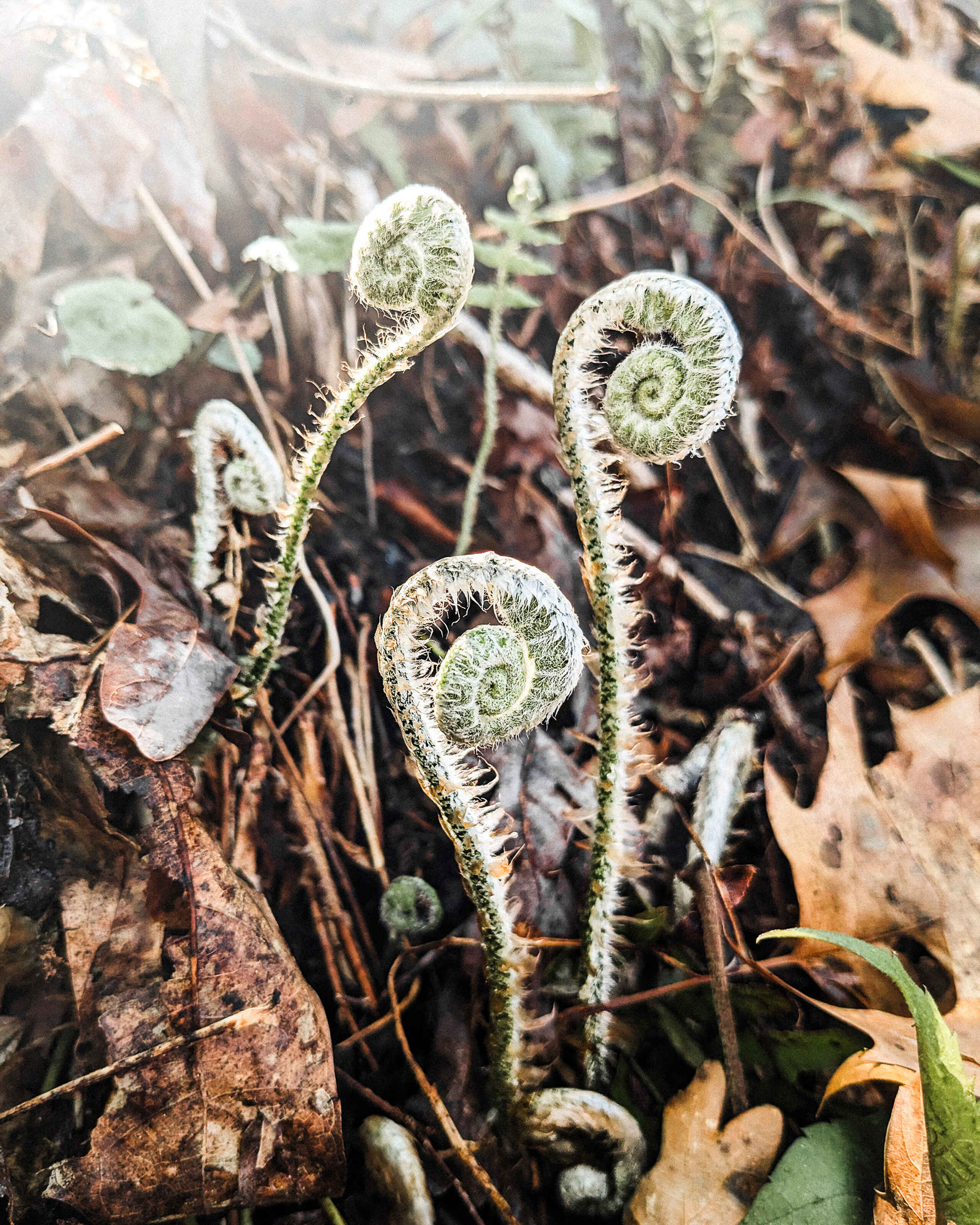 Unfurling fiddlehead ferns with fuzzy stems emerging from forest floor debris
