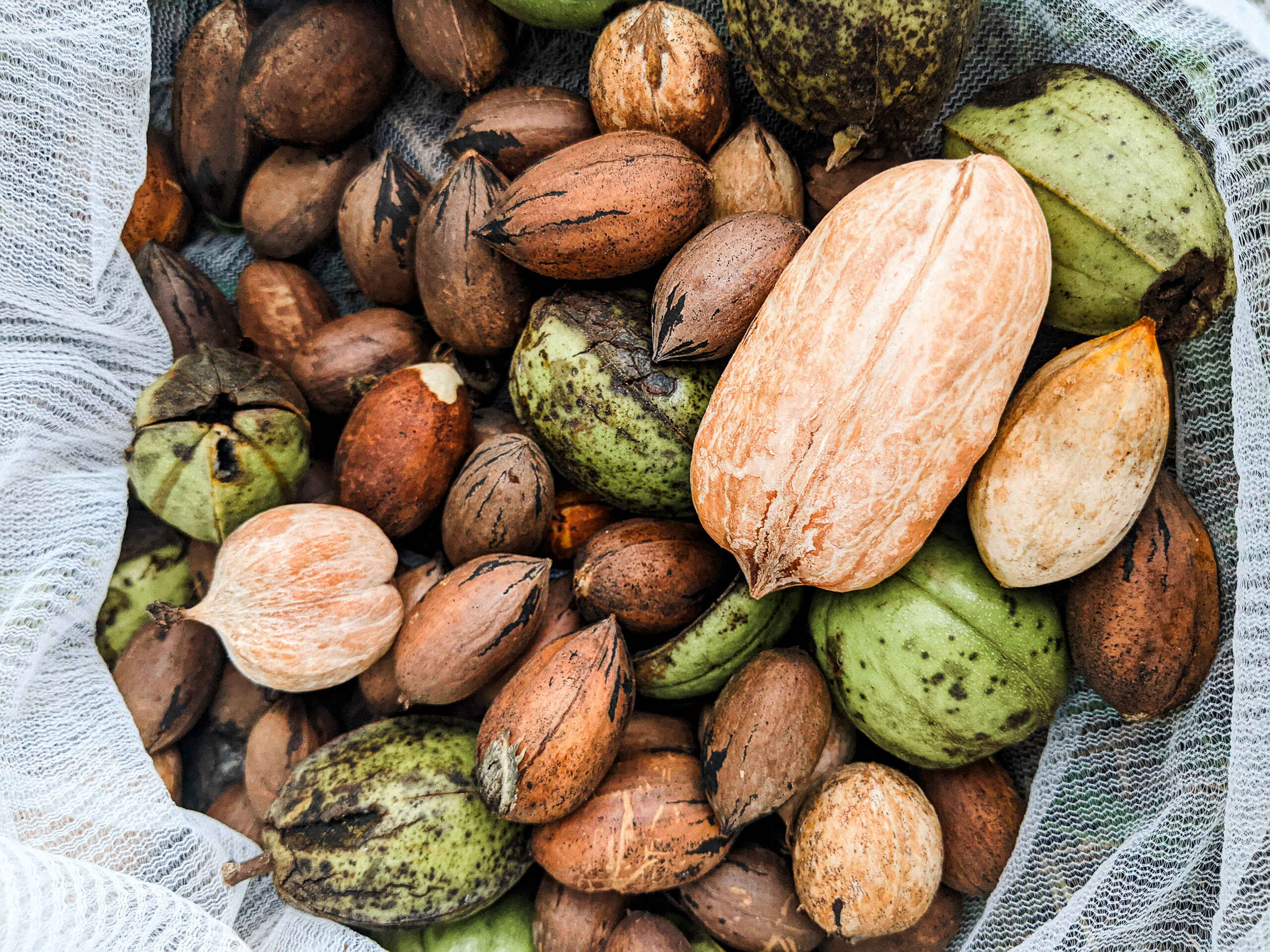 Assorted foraged nuts including almonds, walnuts, and pears displayed on cloth