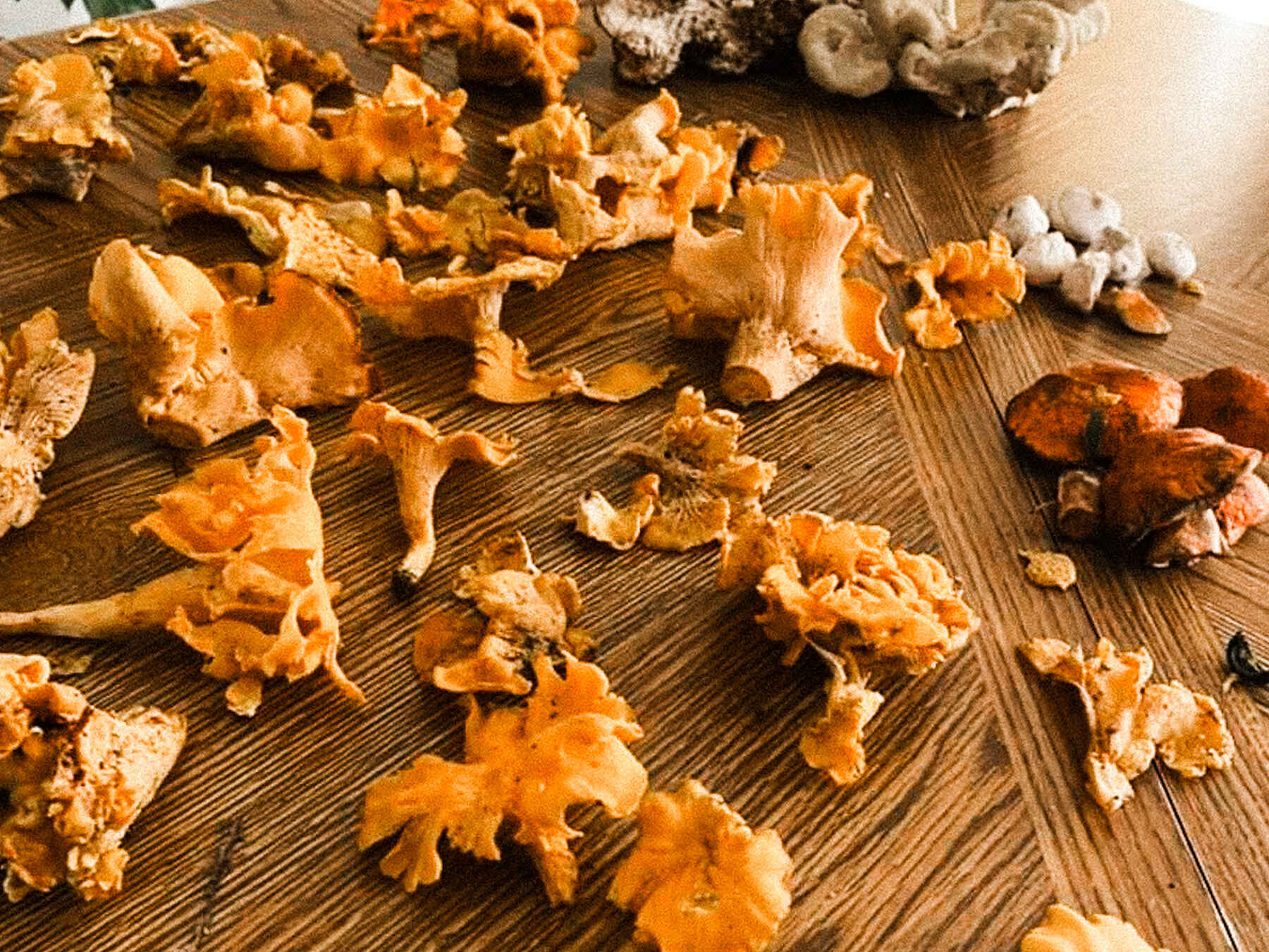 Foraged mushrooms including chanterelles and puffballs displayed on a wooden table