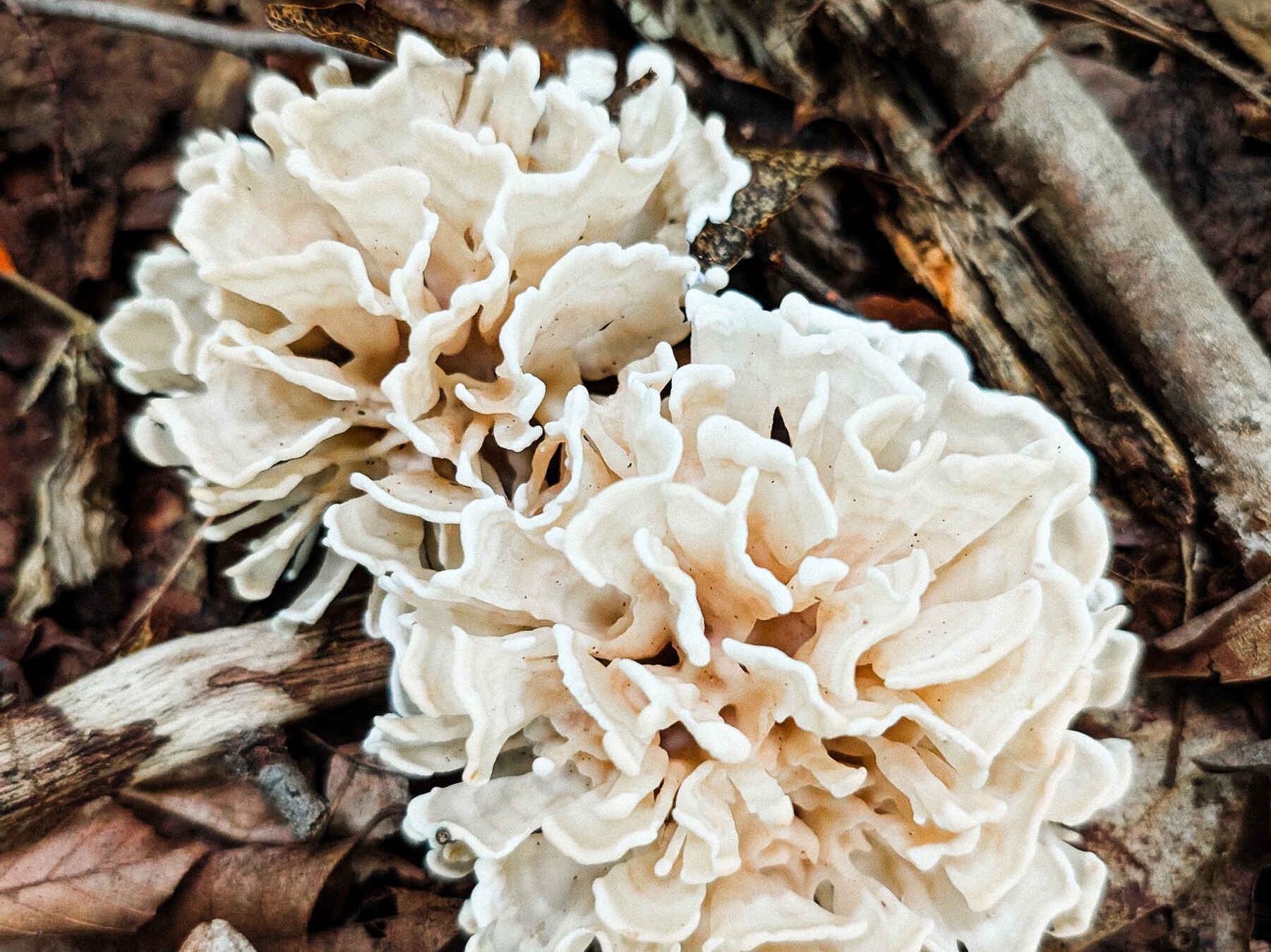 Delicate white mushroom with ruffled, layered petals growing among leaf litter and twigs