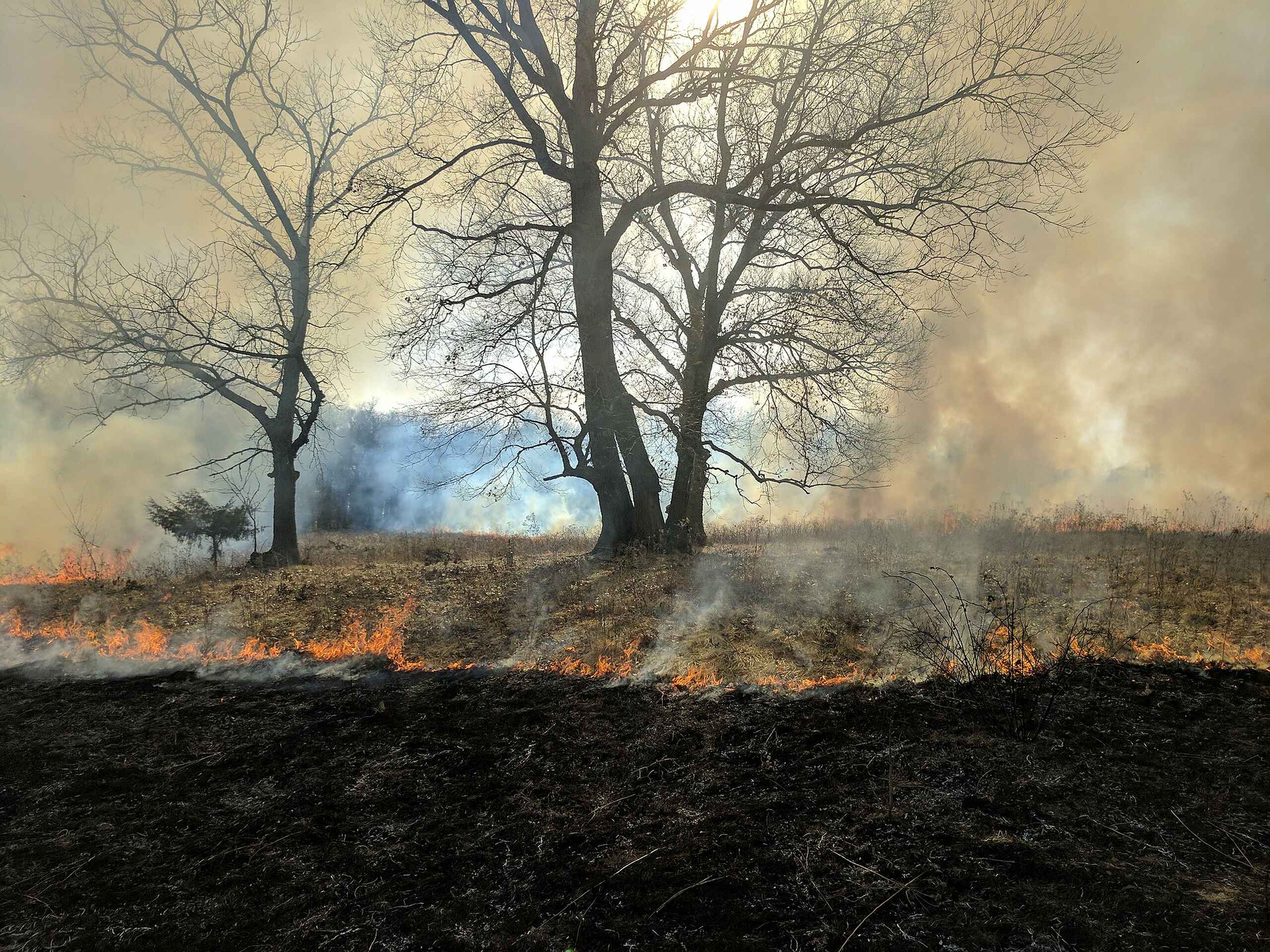 Prescribed burn creating flames across a blackened field with bare trees in an oak savannah landscape
