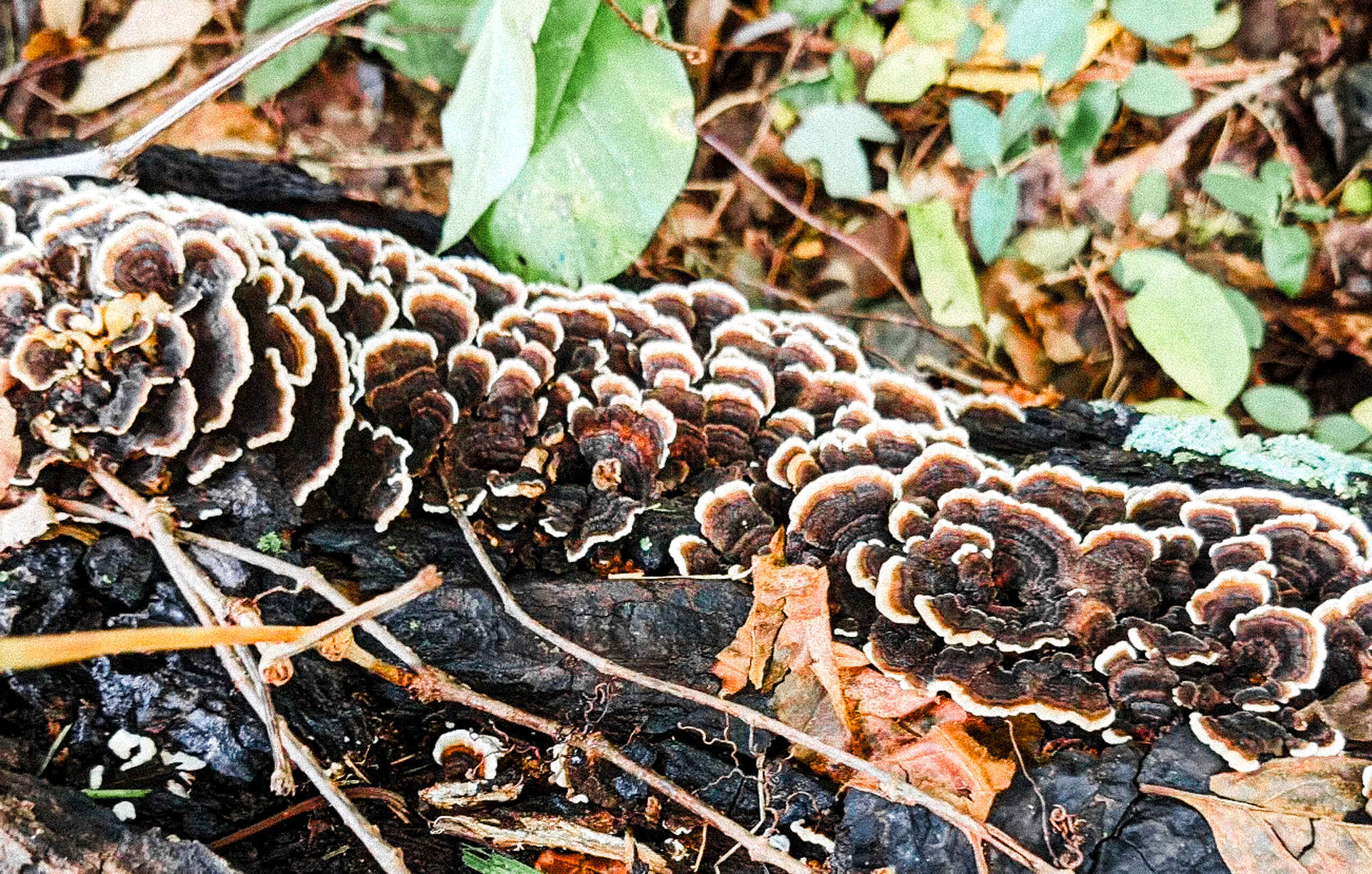 Turkey tail mushrooms growing on a dark log surrounded by green leaves and forest debris