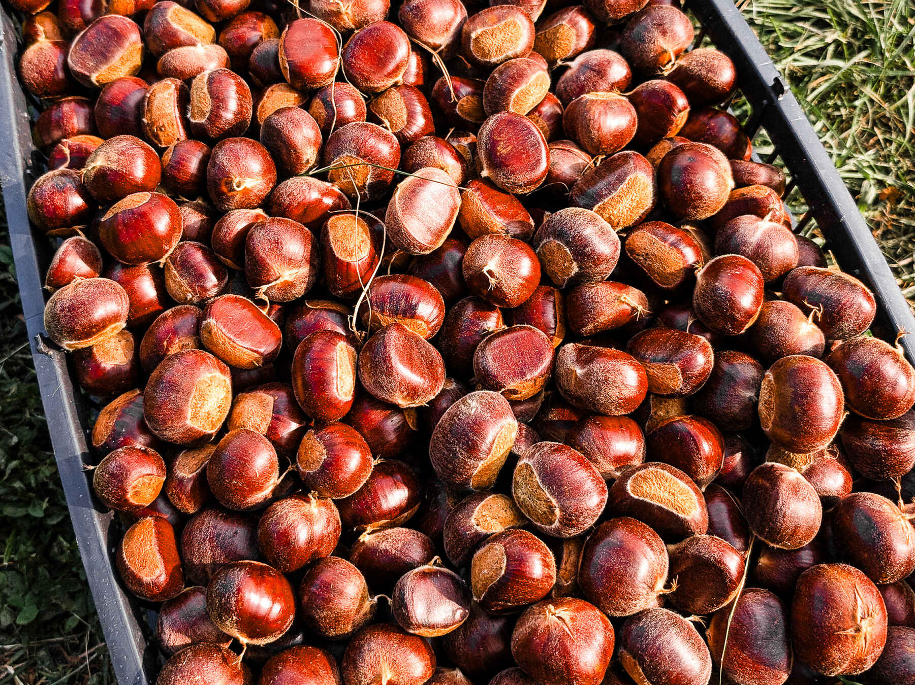 Black crate overflowing with freshly harvested chestnuts on grass