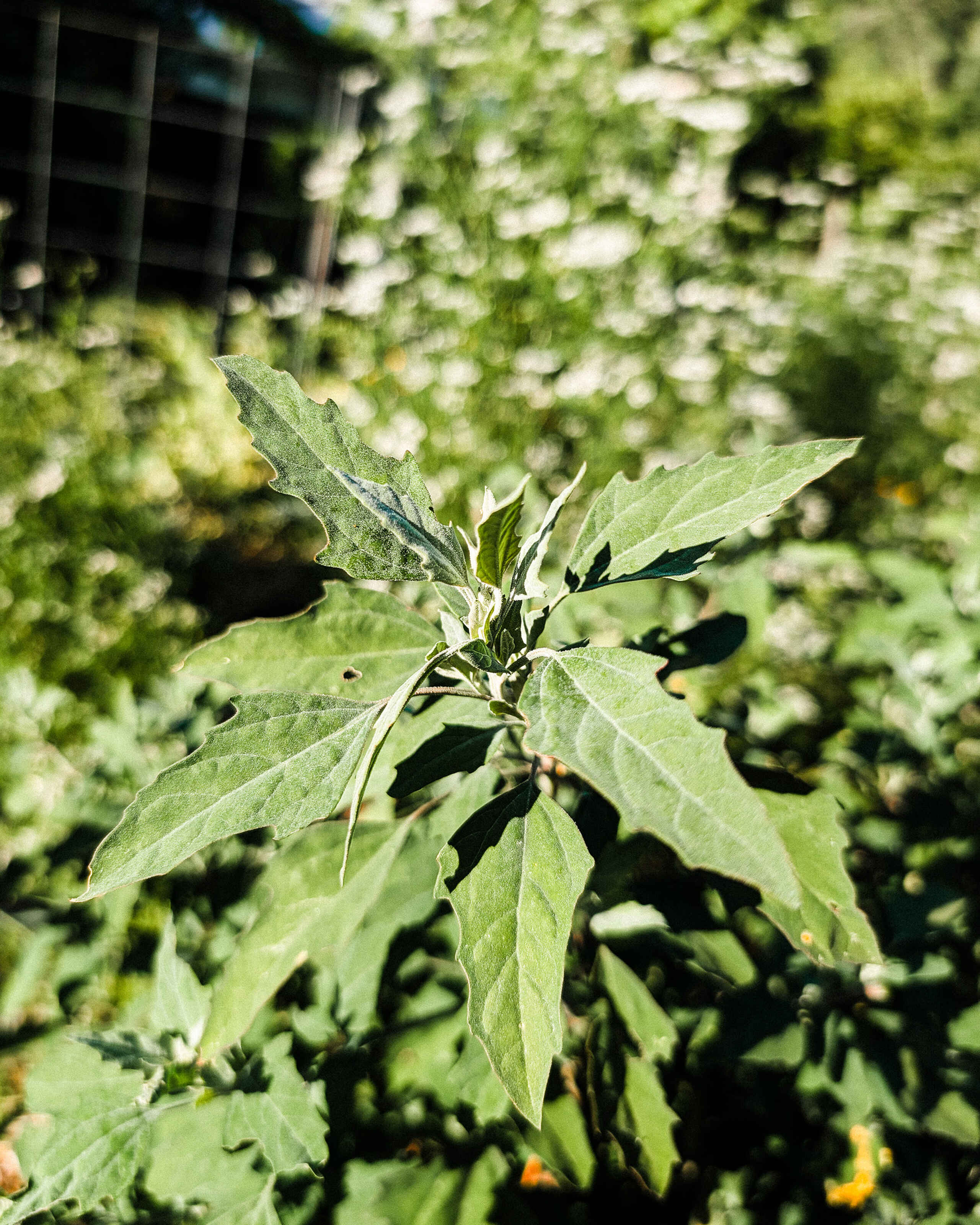 Close-up of a young plant with elongated green leaves and small dark buds at the center, surrounded by flowering plants in a garden setting
