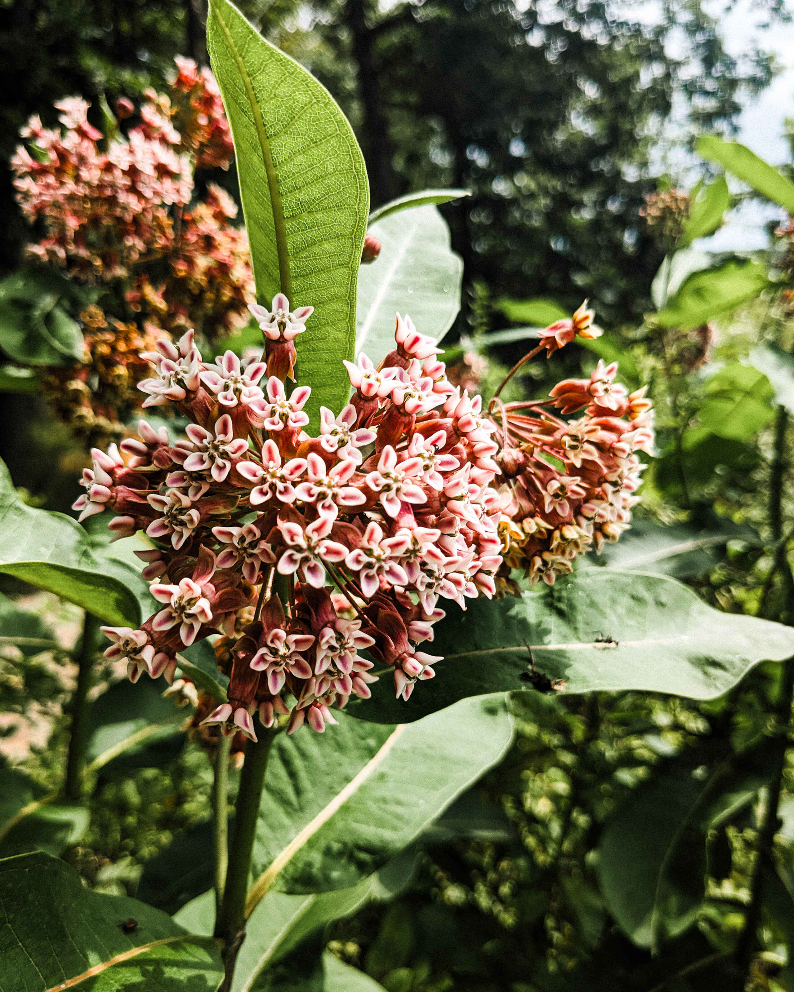 Milkweed flower clusters with pink and burgundy blooms among green leaves in a garden