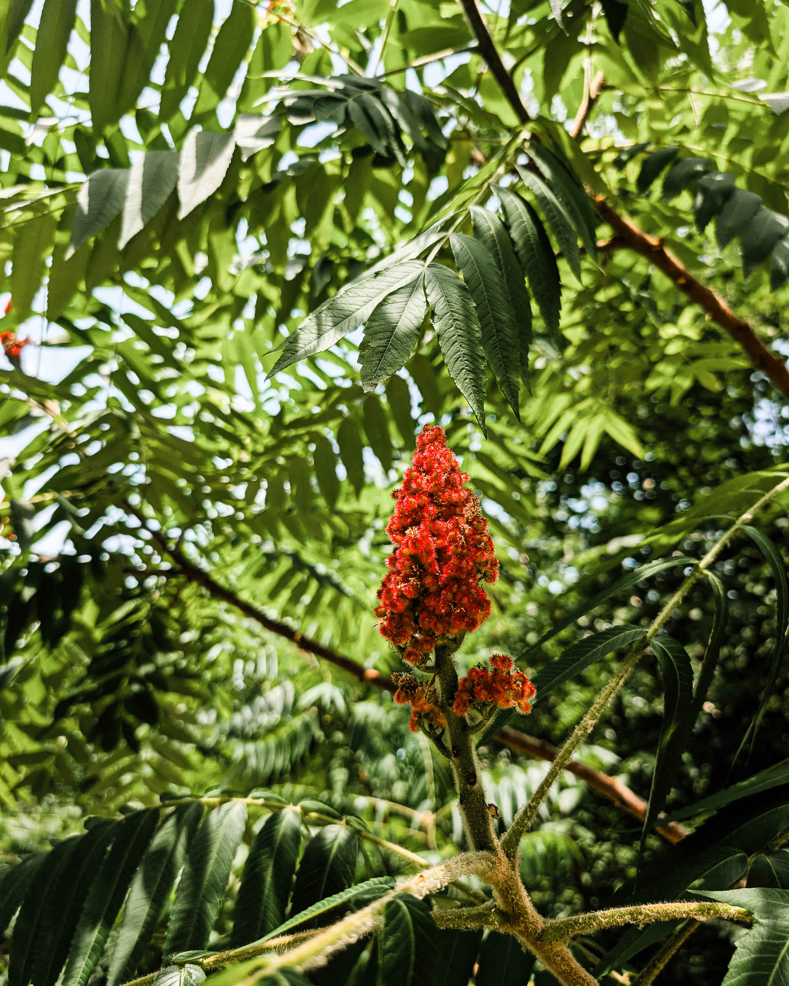 Red flowering spike of a tropical plant surrounded by green feathery foliage