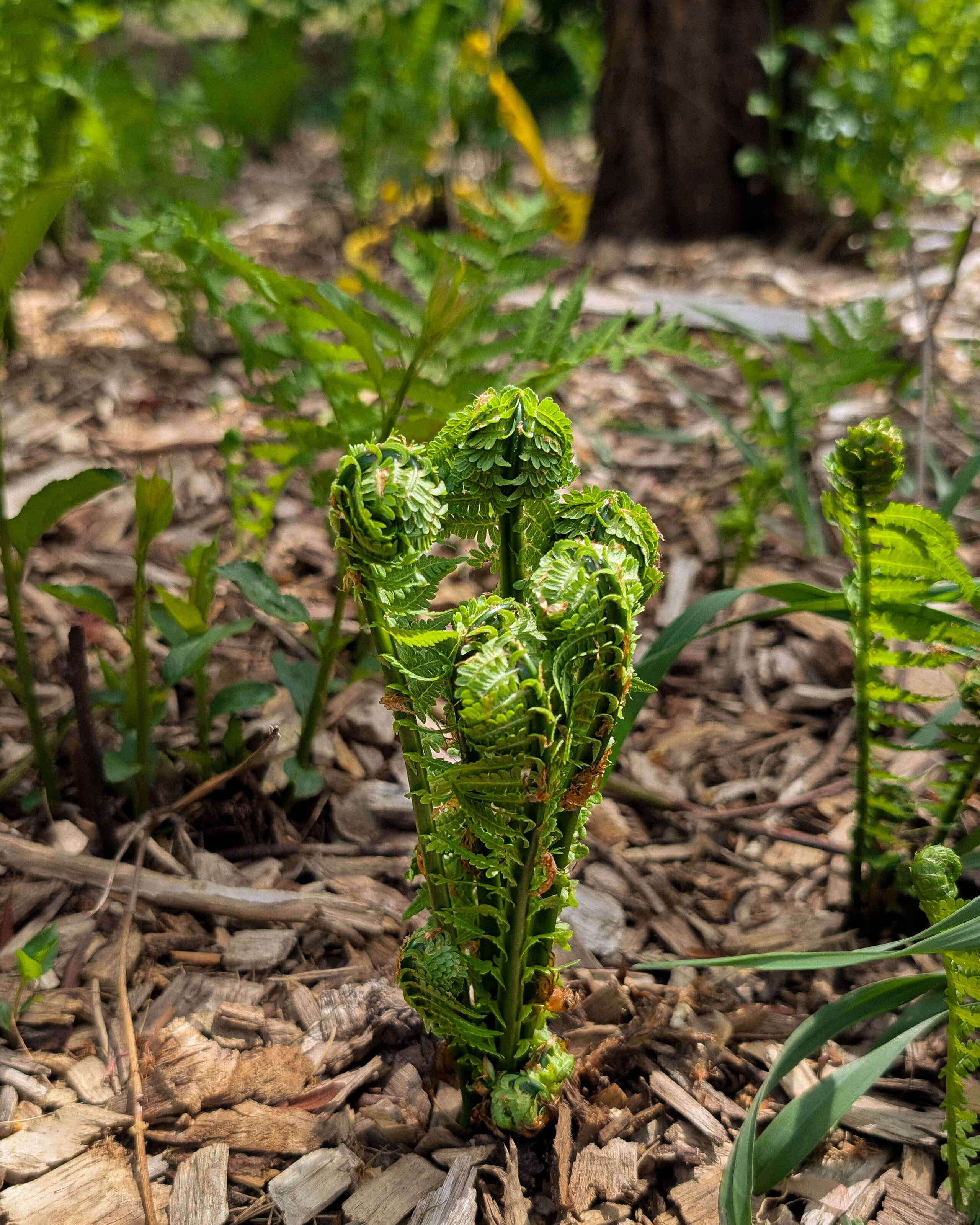 Unfurling fiddlehead ferns emerging from forest floor mulch
