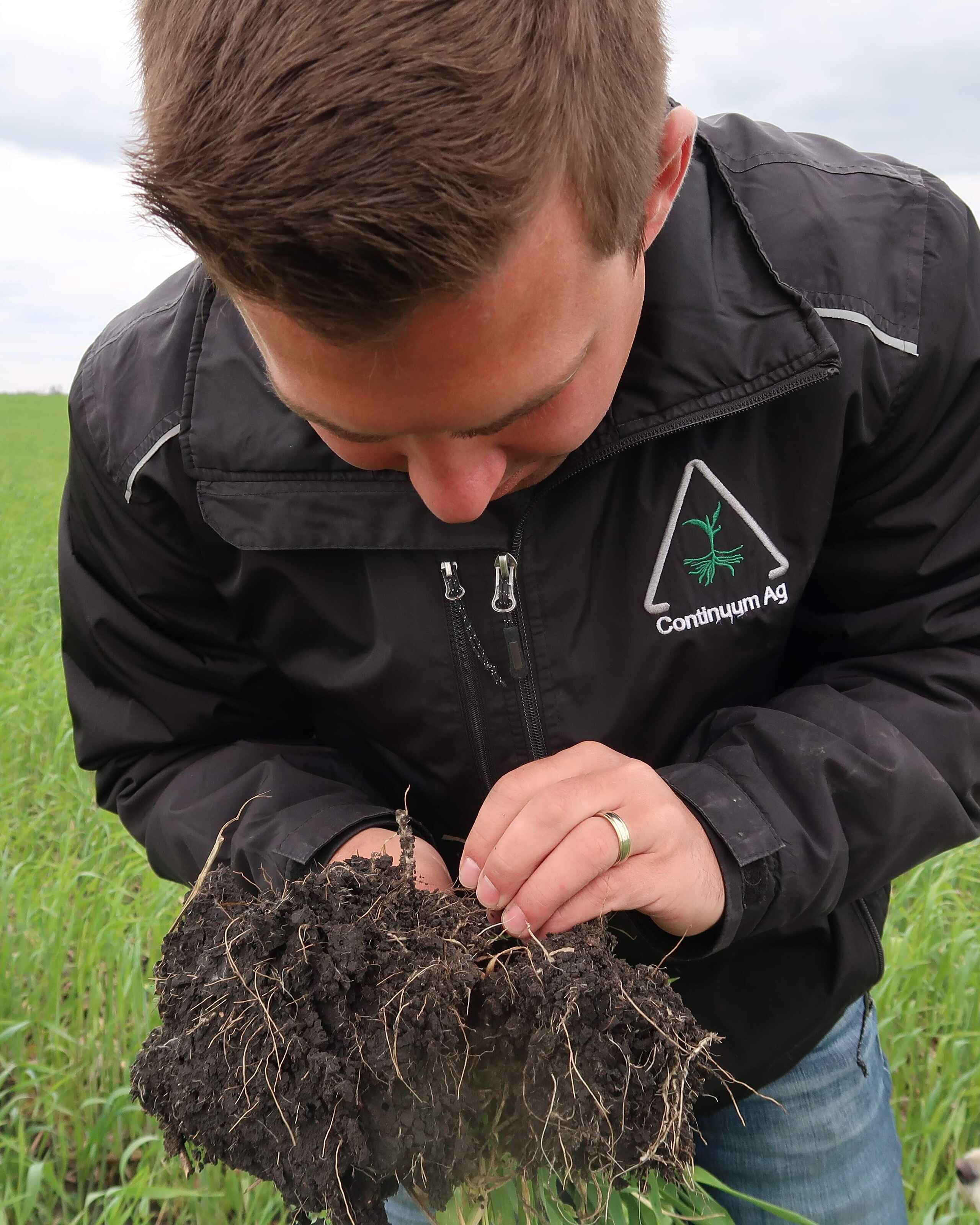 Agronomist from Continuum Ag examines soil and root structure in a green cereal field