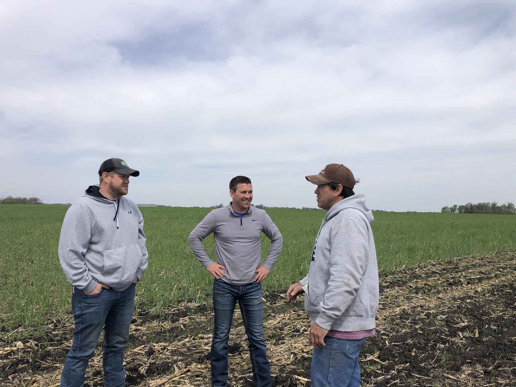 Three farmers discuss crop conditions in a green field during early spring planting season