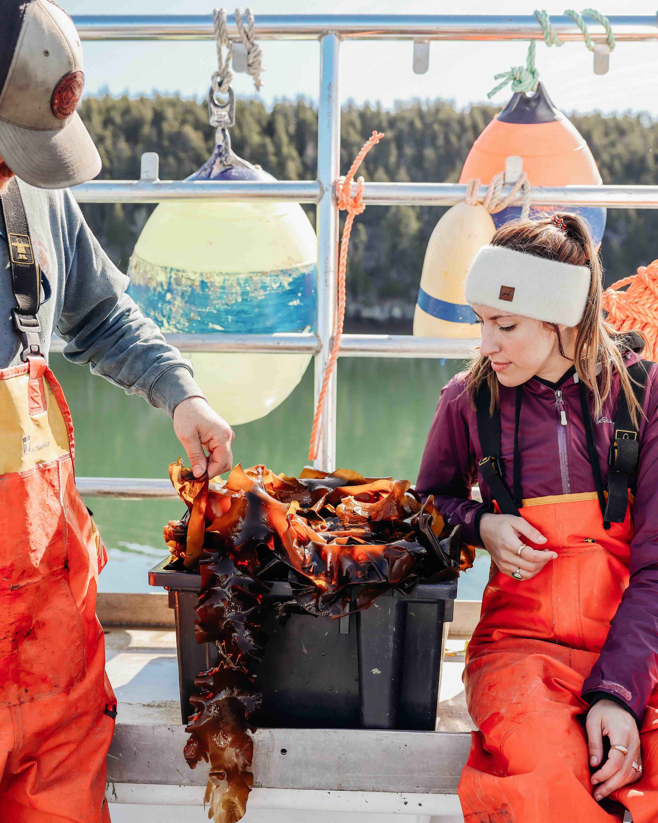 Man and girl in safety gear harvesting seaweed from a container on a boat