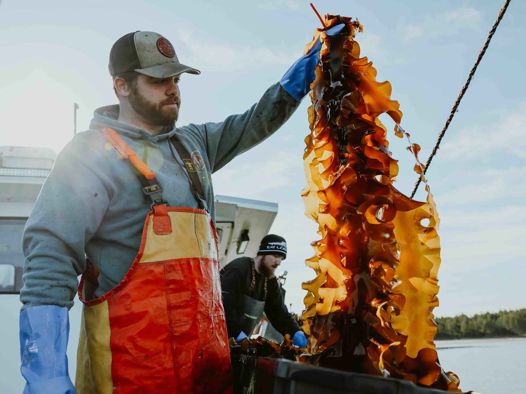 Commercial fisherman holds up a large spiky sea cucumber harvested from the ocean floor
