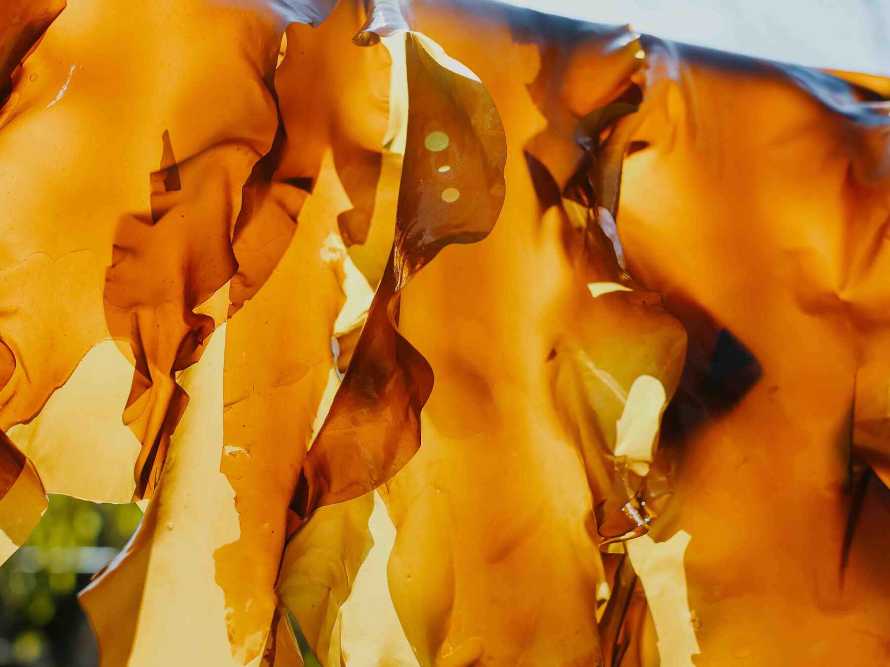 Dried seaweed hanging in the sun to cure for harvest