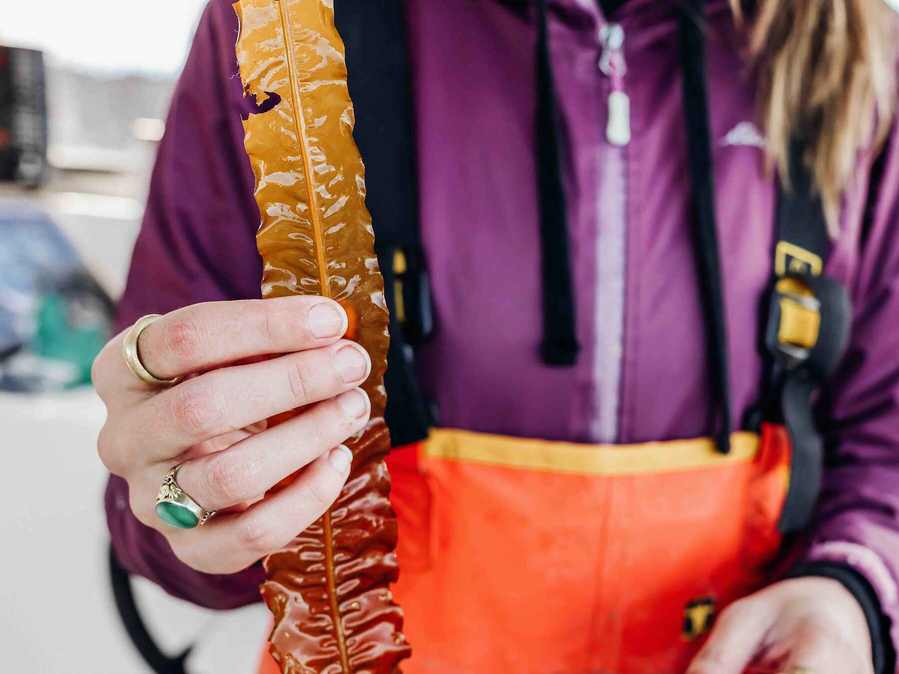 Person in purple jacket holding a brown seaweed specimen while wearing a lanyard