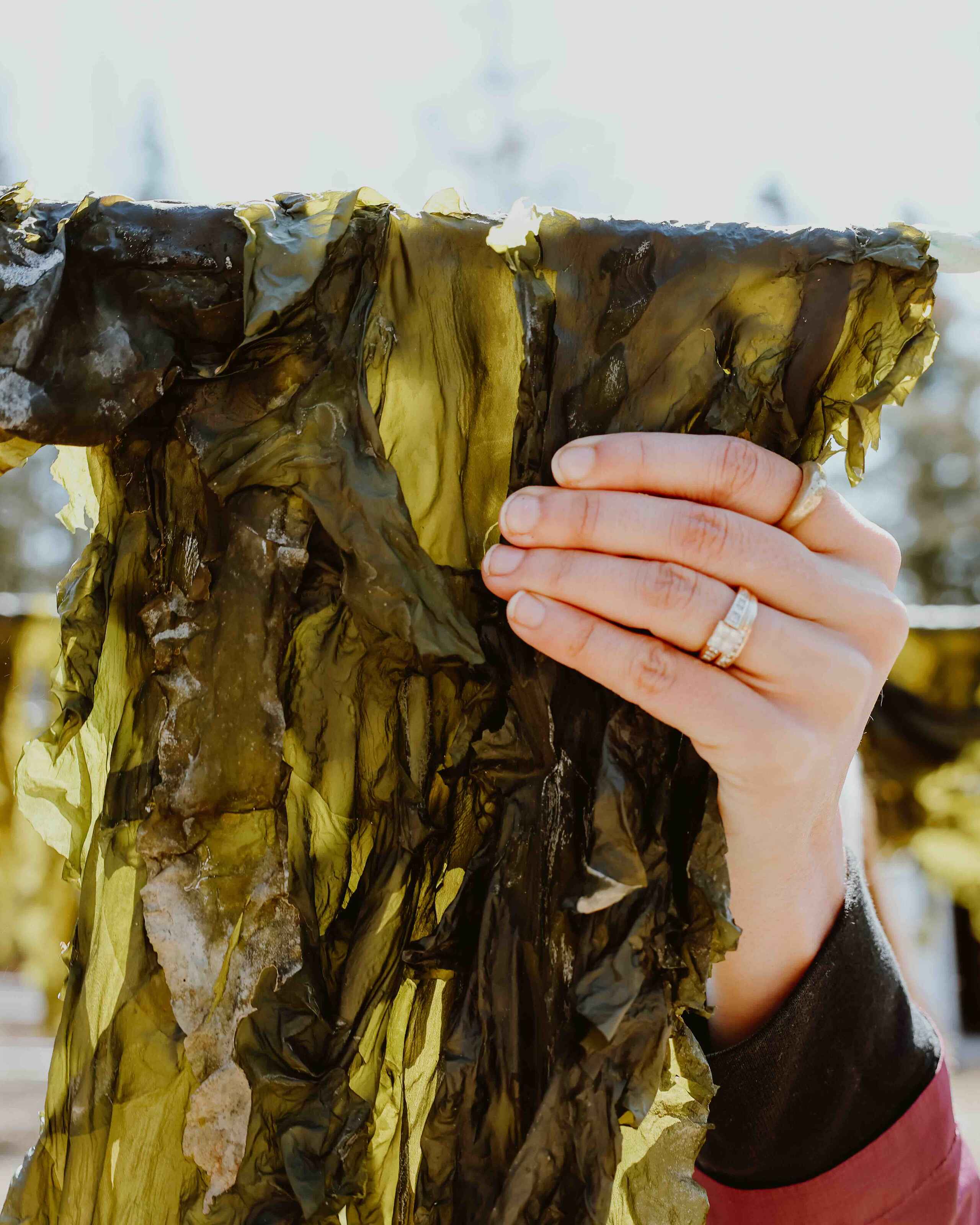 A person holding seaweed hanging from a rope at a coastal farm