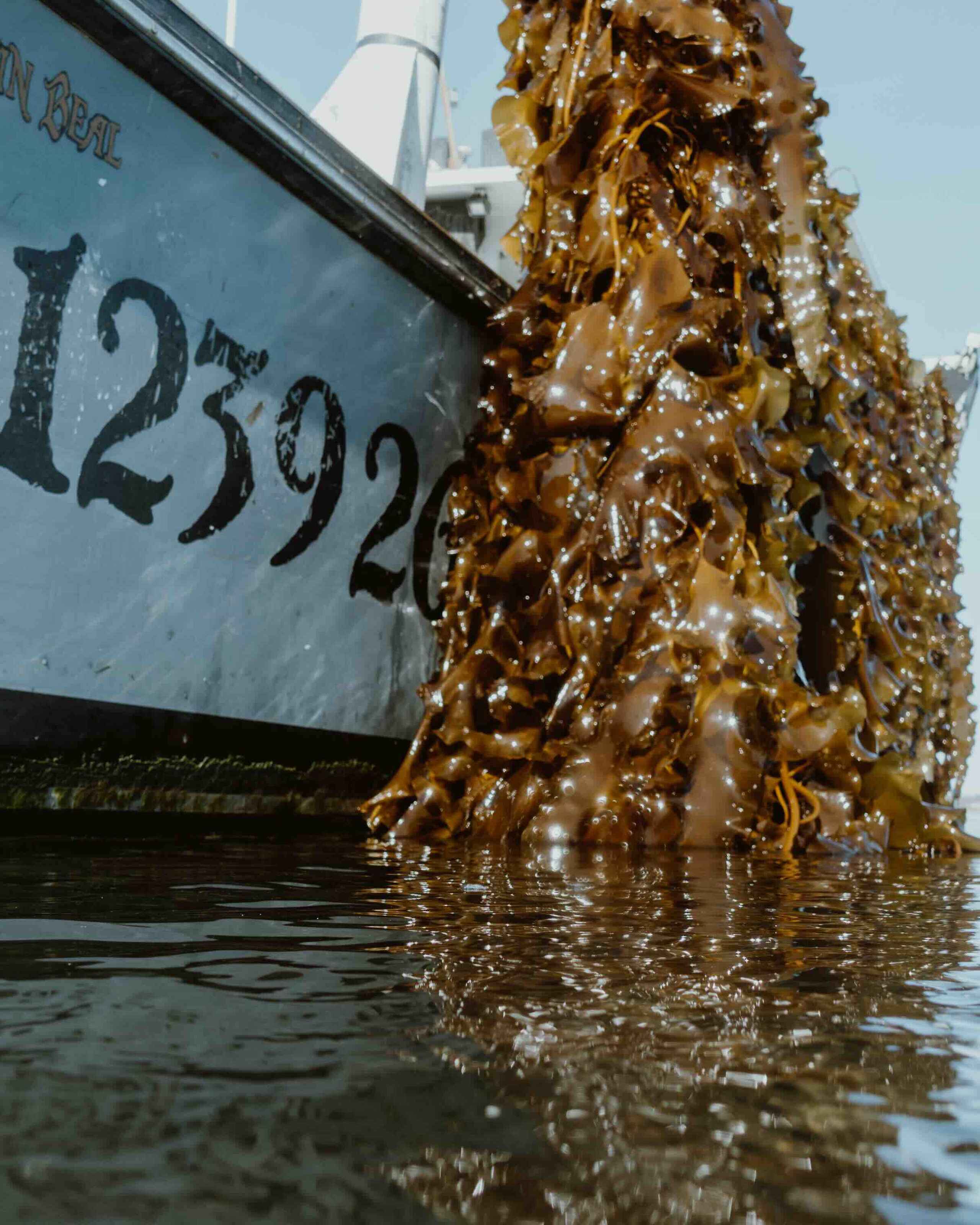 Kelp dripping with seawater hangs from a boat marked with the number 12592