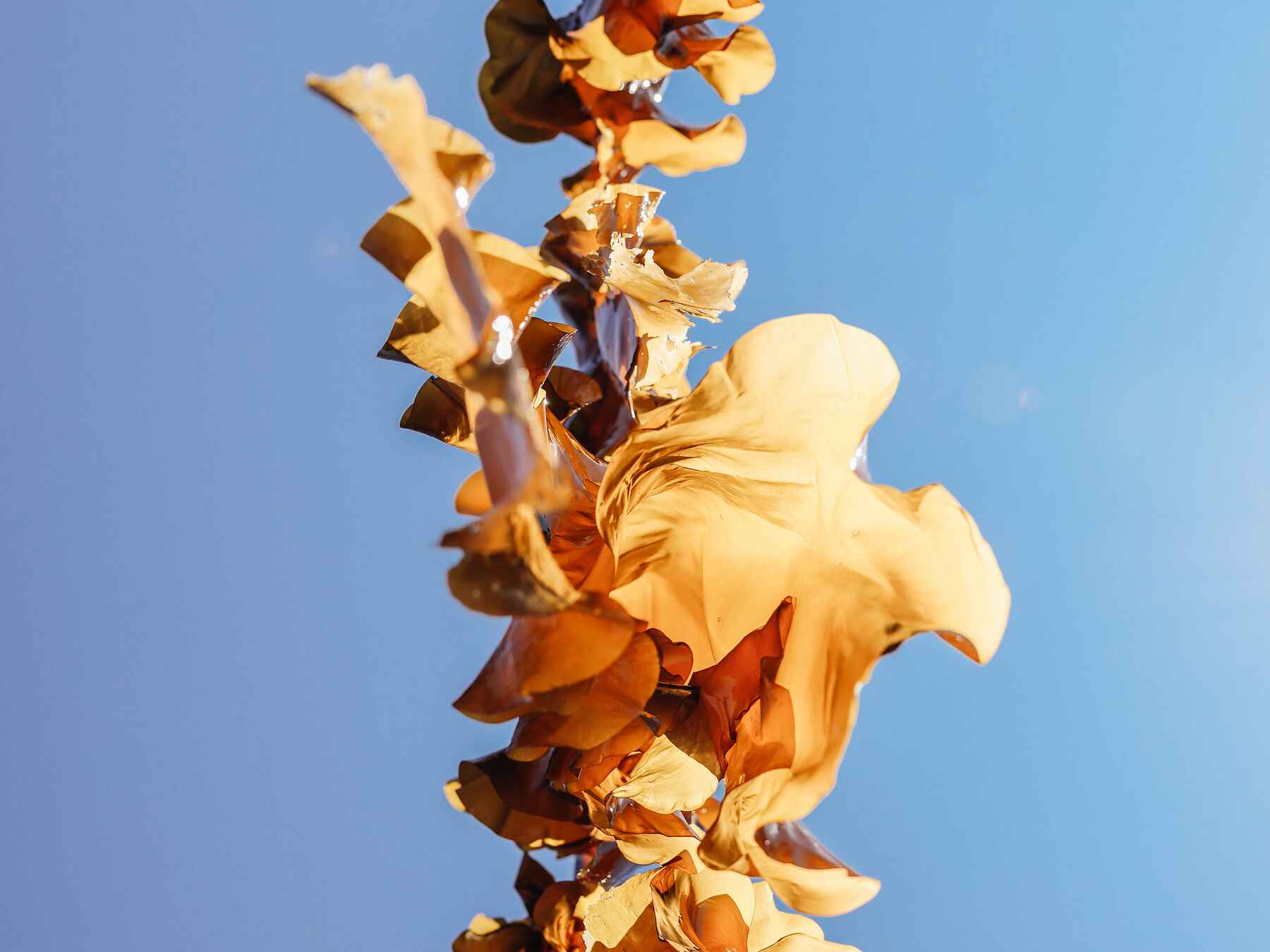 Vertical stack of golden dried flower petals against a clear blue sky