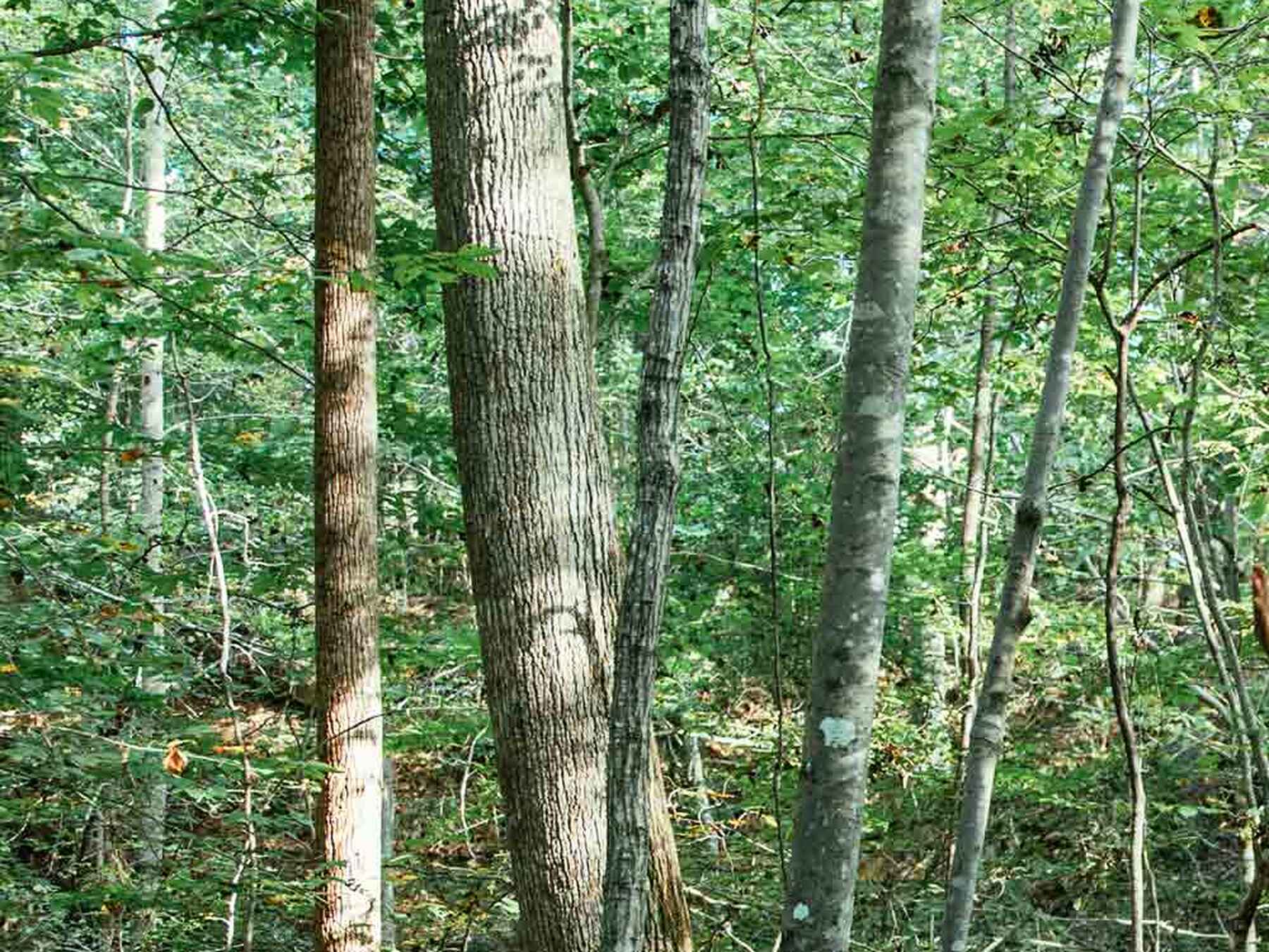 Dense forest with tall trees and green canopy