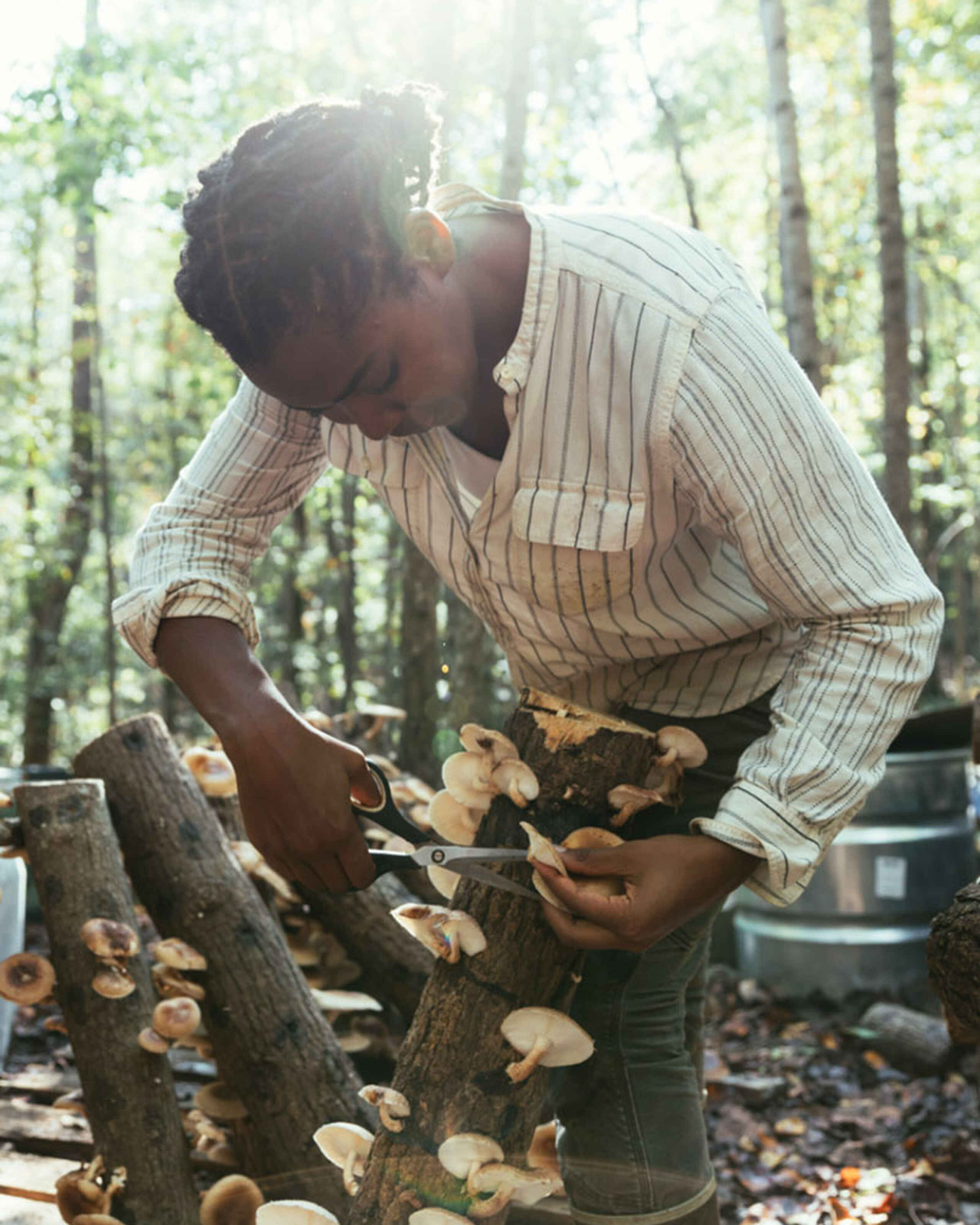 Farmer harvesting mushrooms growing on logs in a forest setting