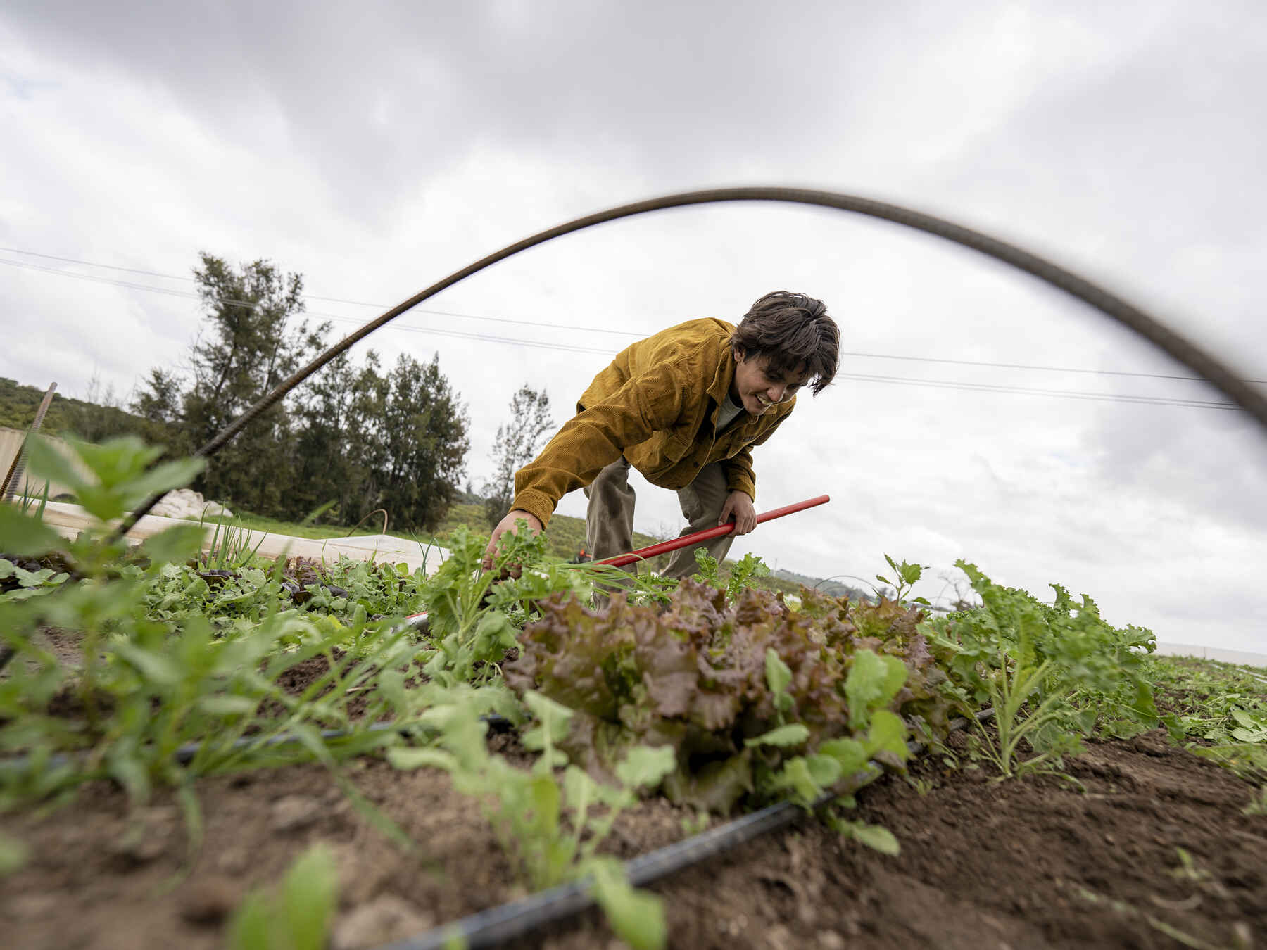 Farmer tending to young seedlings in a garden bed with drip irrigation tubing