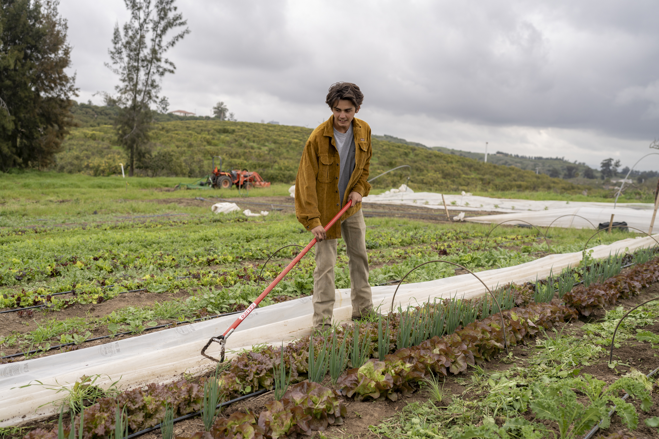 Young farmer using a hoe to tend lettuce plants in a field with irrigation rows and equipment in the background