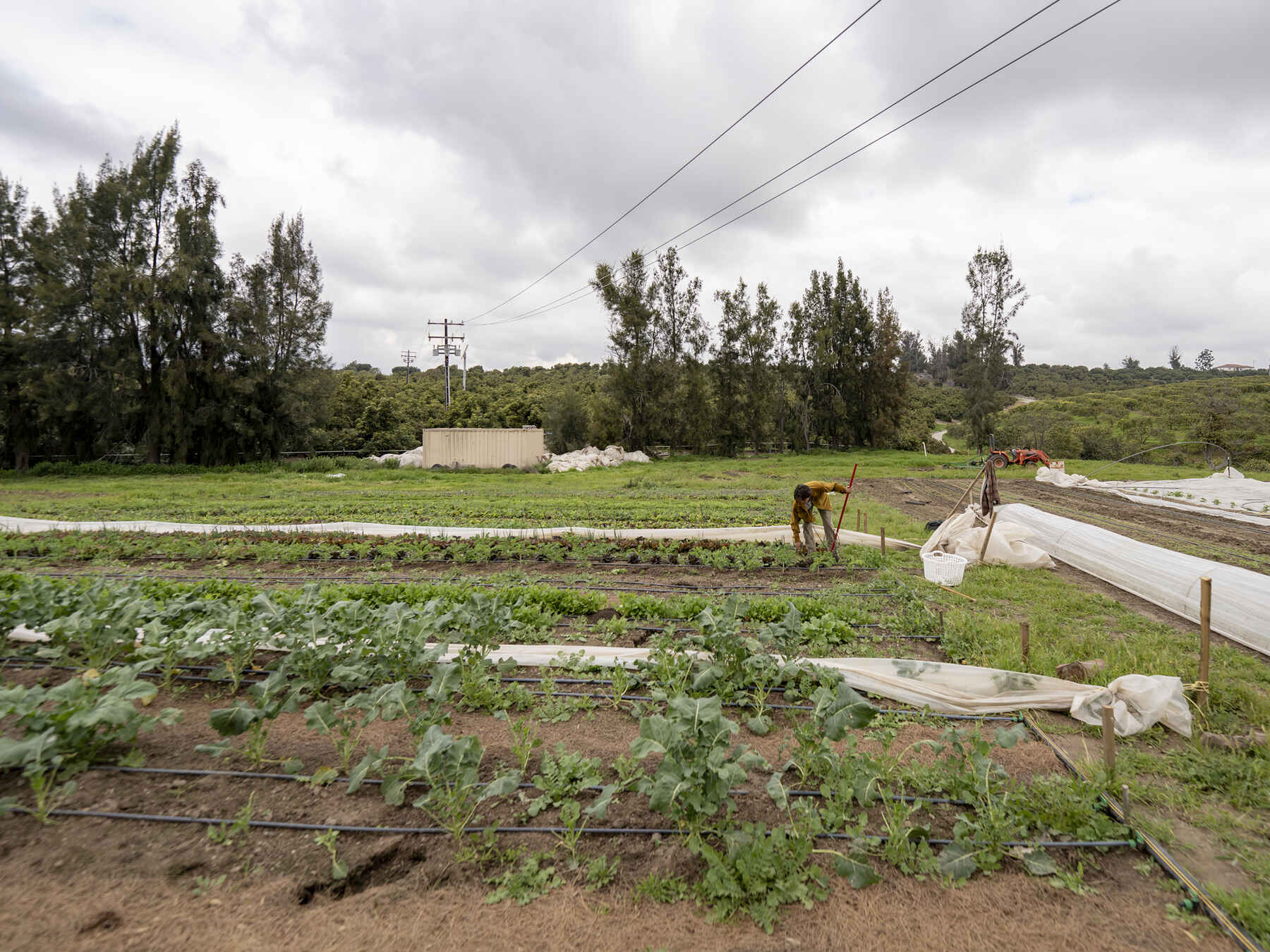A farmer tends to vegetable crops in rows across a sprawling farm field with protective row covers and utility structures visible in the background