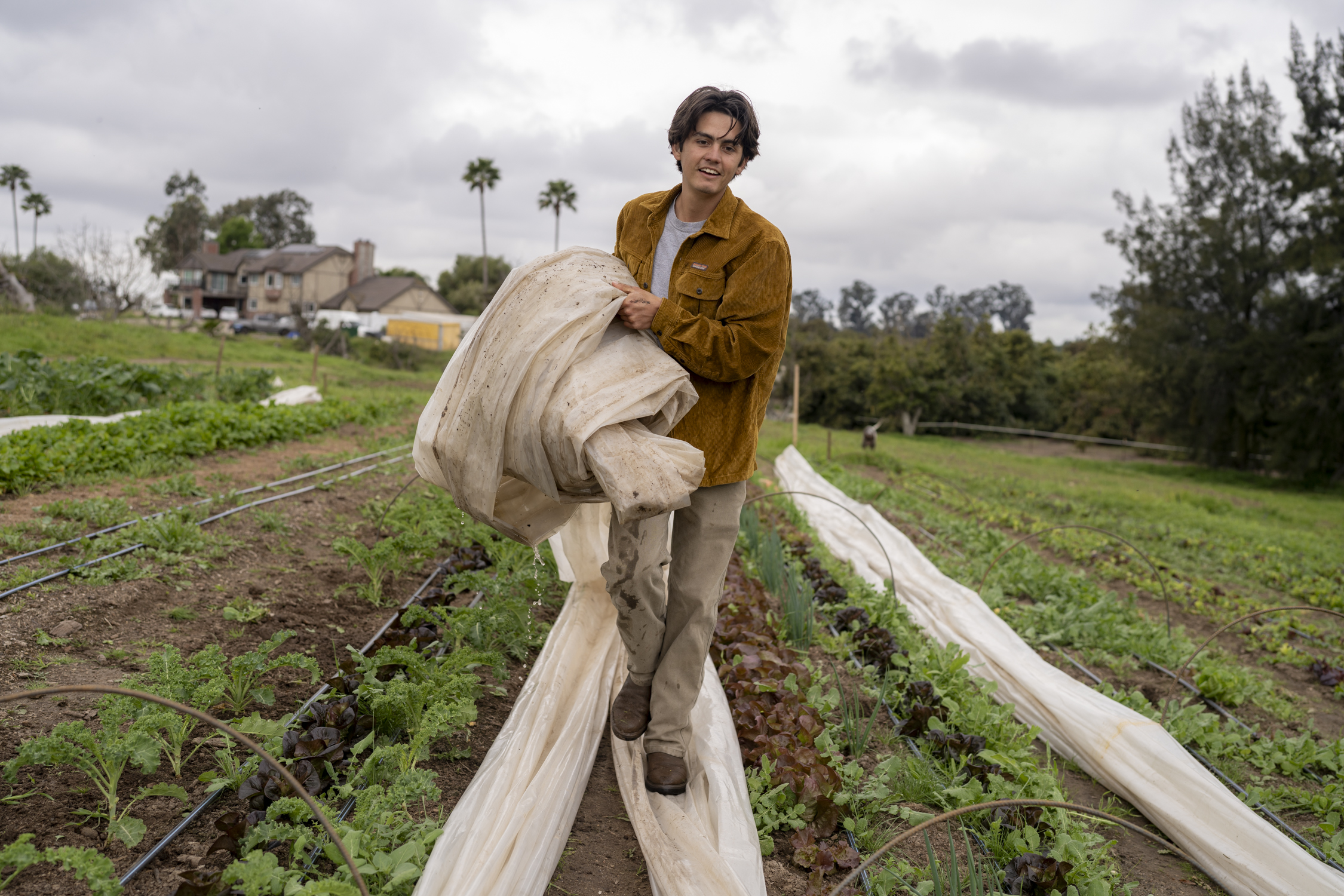 A young farmer rolls up protective row cover material in a vegetable field at Red Tail Farms