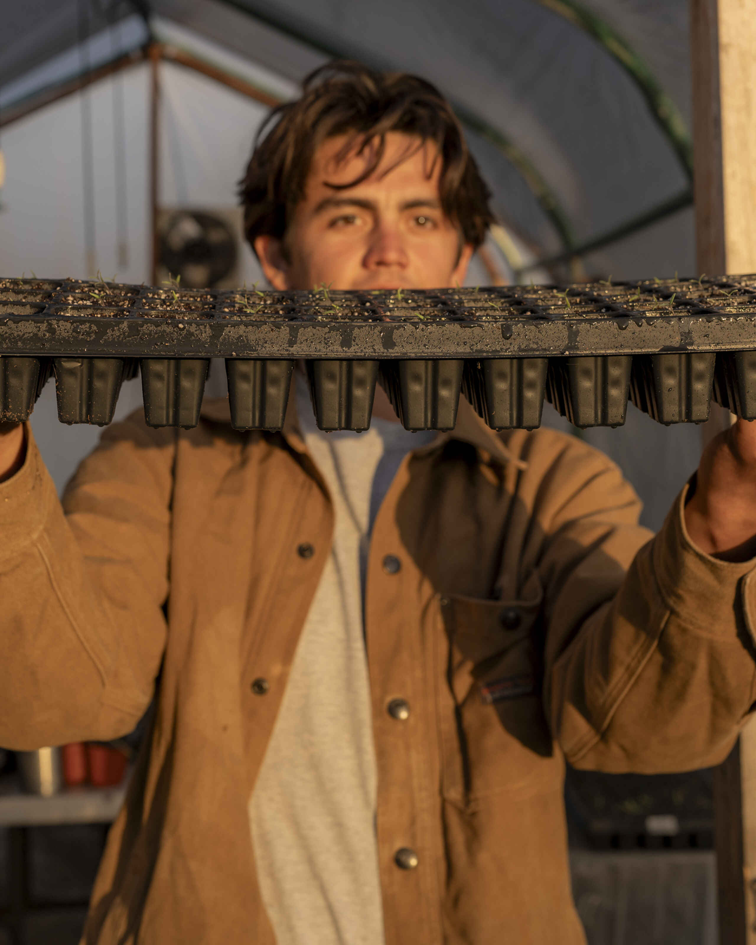 Farmer holding a long seedling tray filled with sprouted seeds in a greenhouse