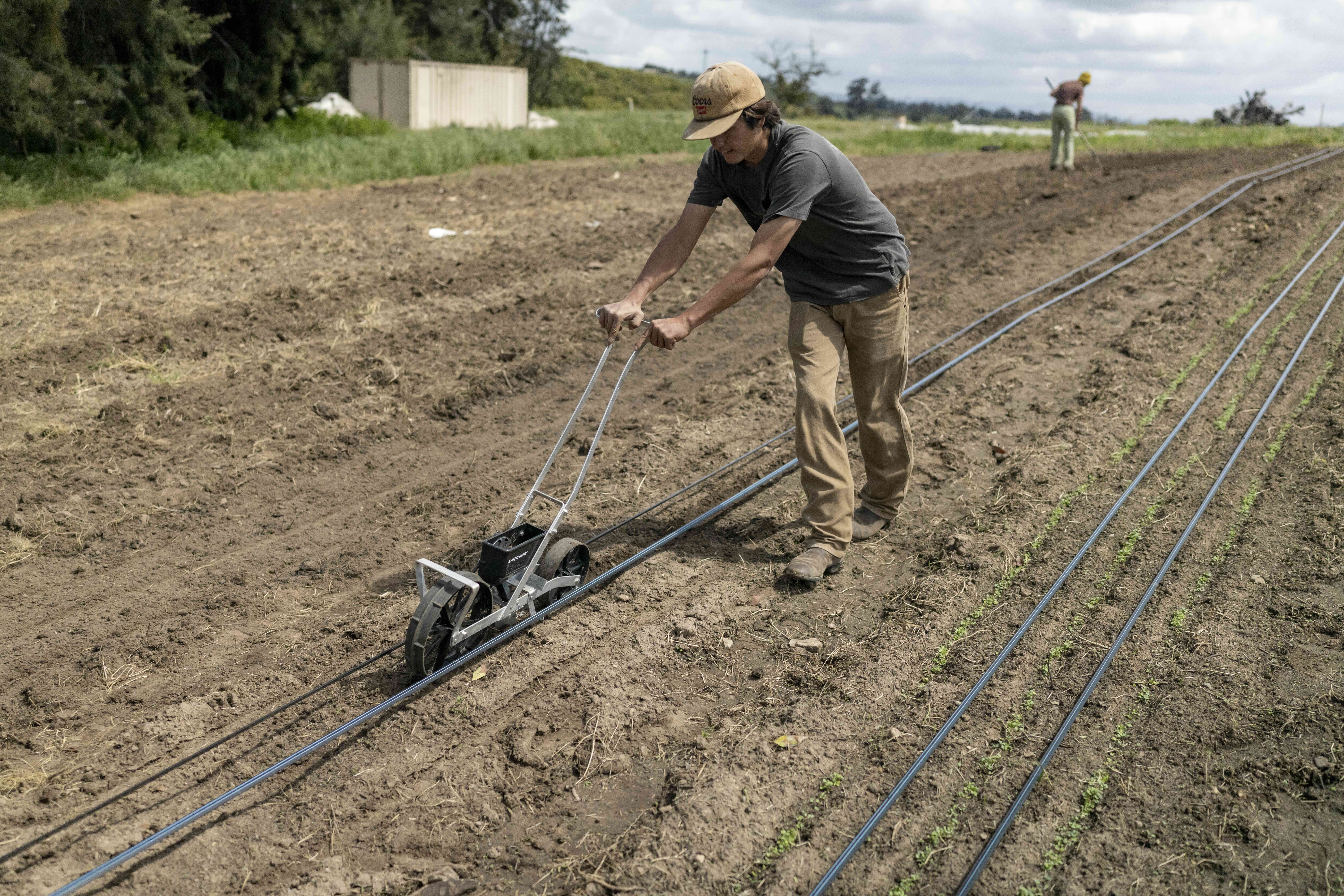Farmer adjusting drip irrigation lines in a cultivated field