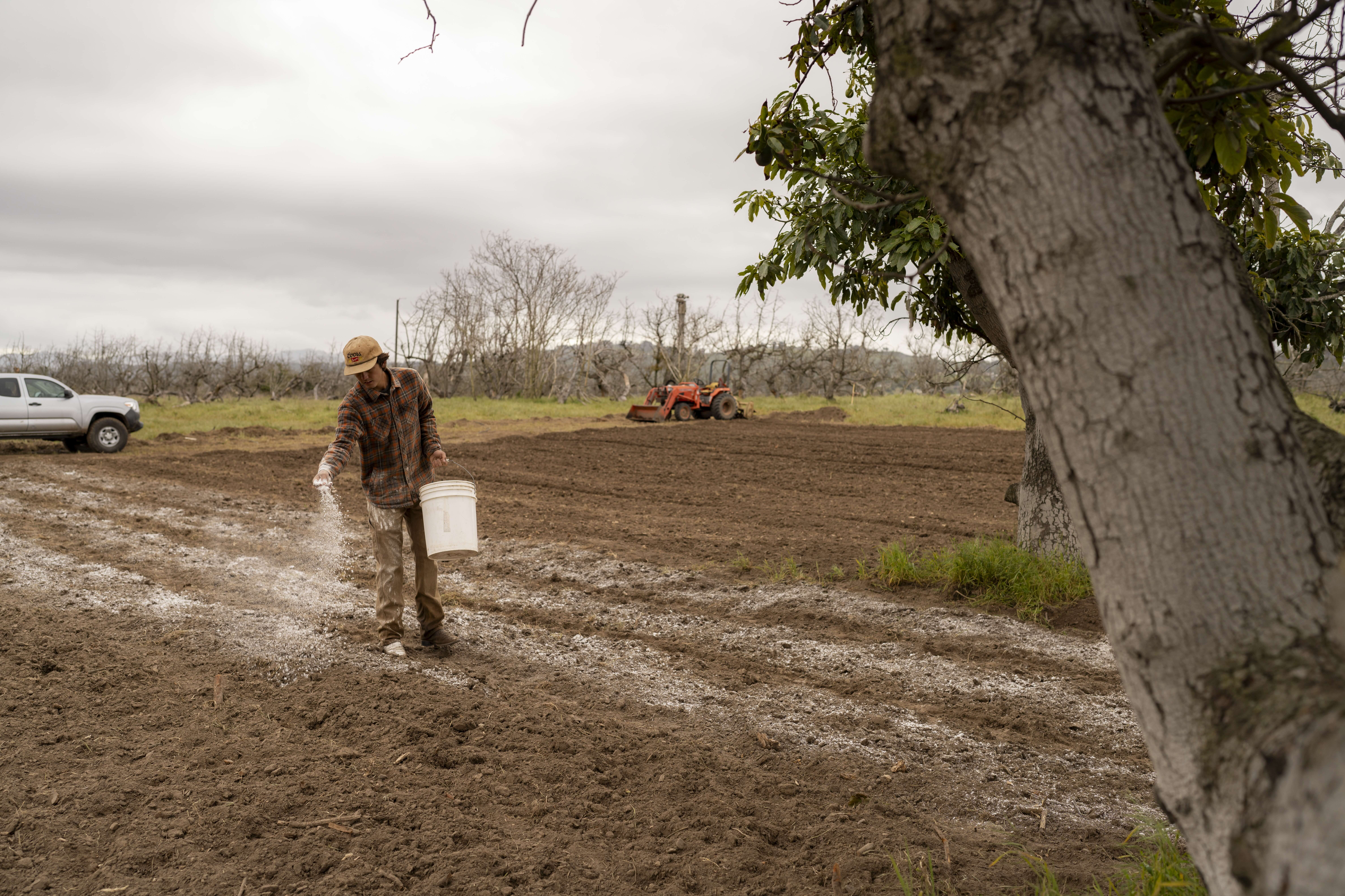 Farmer spreading soil amendments by hand on newly prepared agricultural land