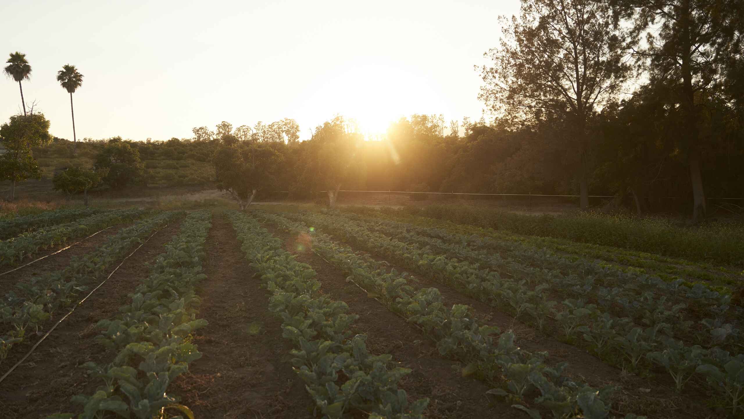 Sunrise over rows of crops at Red Tail Farms with irrigation lines and trees lining the field
