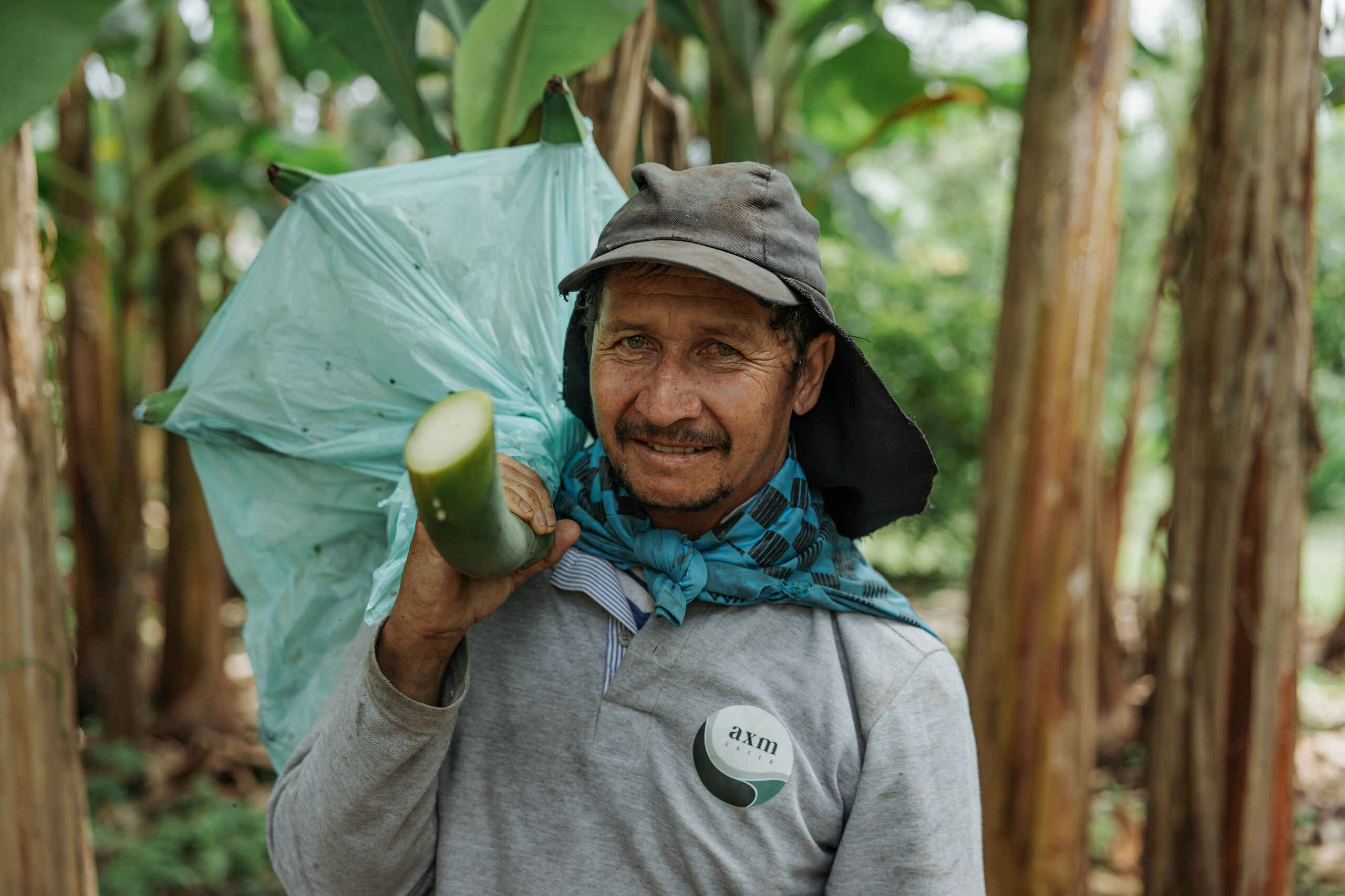 Farmer holding a papaya fruit in a banana plantation wearing protective gear and an AXM branded shirt