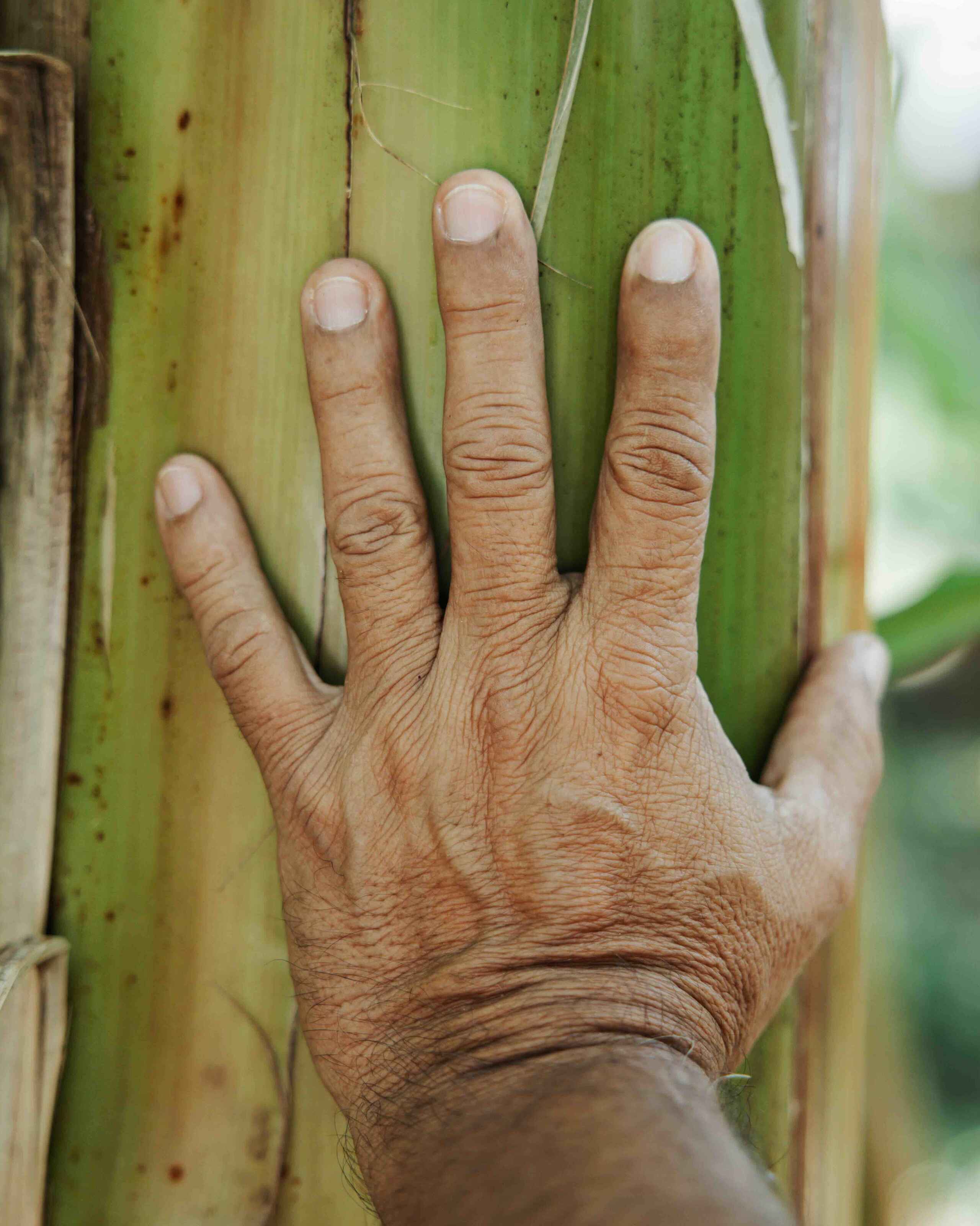 A farmer's weathered hand grips a banana plant stem in a lush tropical agricultural setting