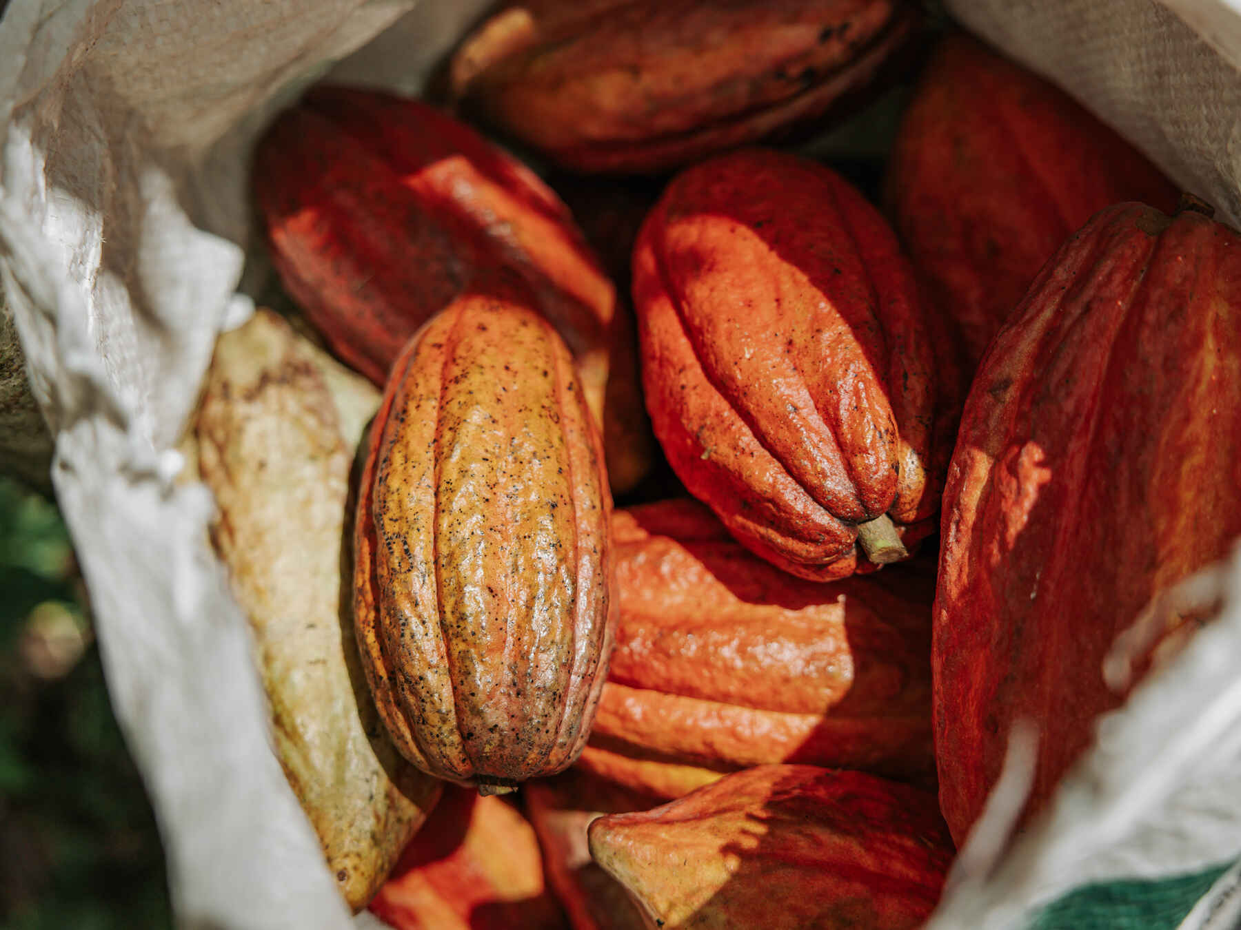 Cacao pods in various stages of ripeness displayed in a cloth bag