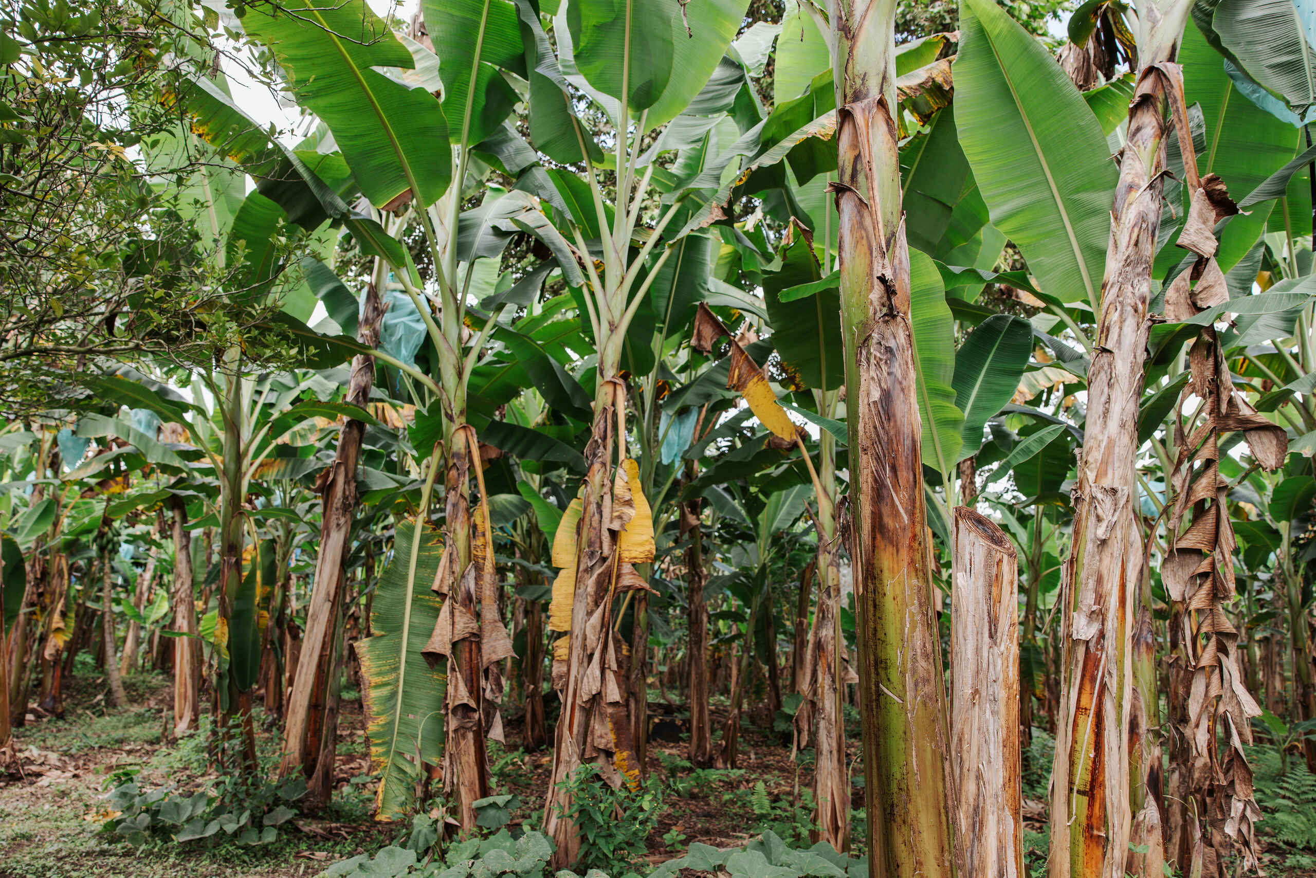 Mature plantain plants with large green leaves growing in a dense tropical farm