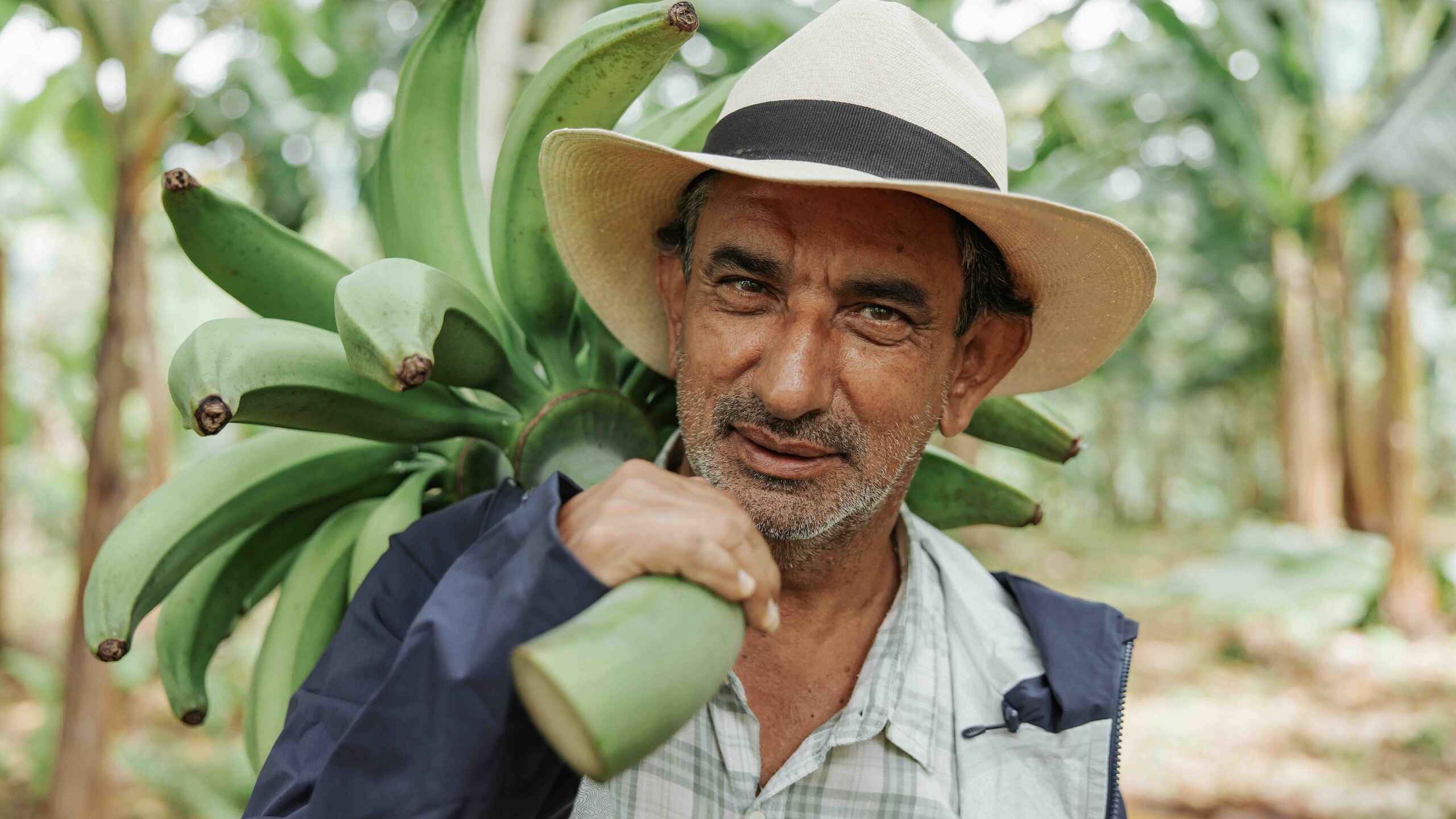Colombian farmer holding a bunch of bananas on a farm