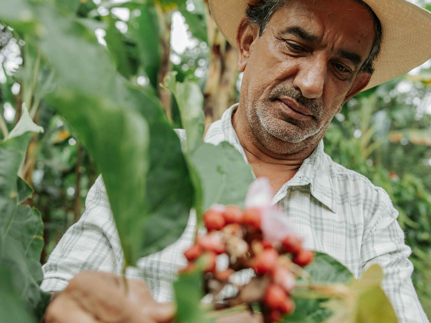 Farmer in a cowboy hat inspecting coffee berries growing on a plant