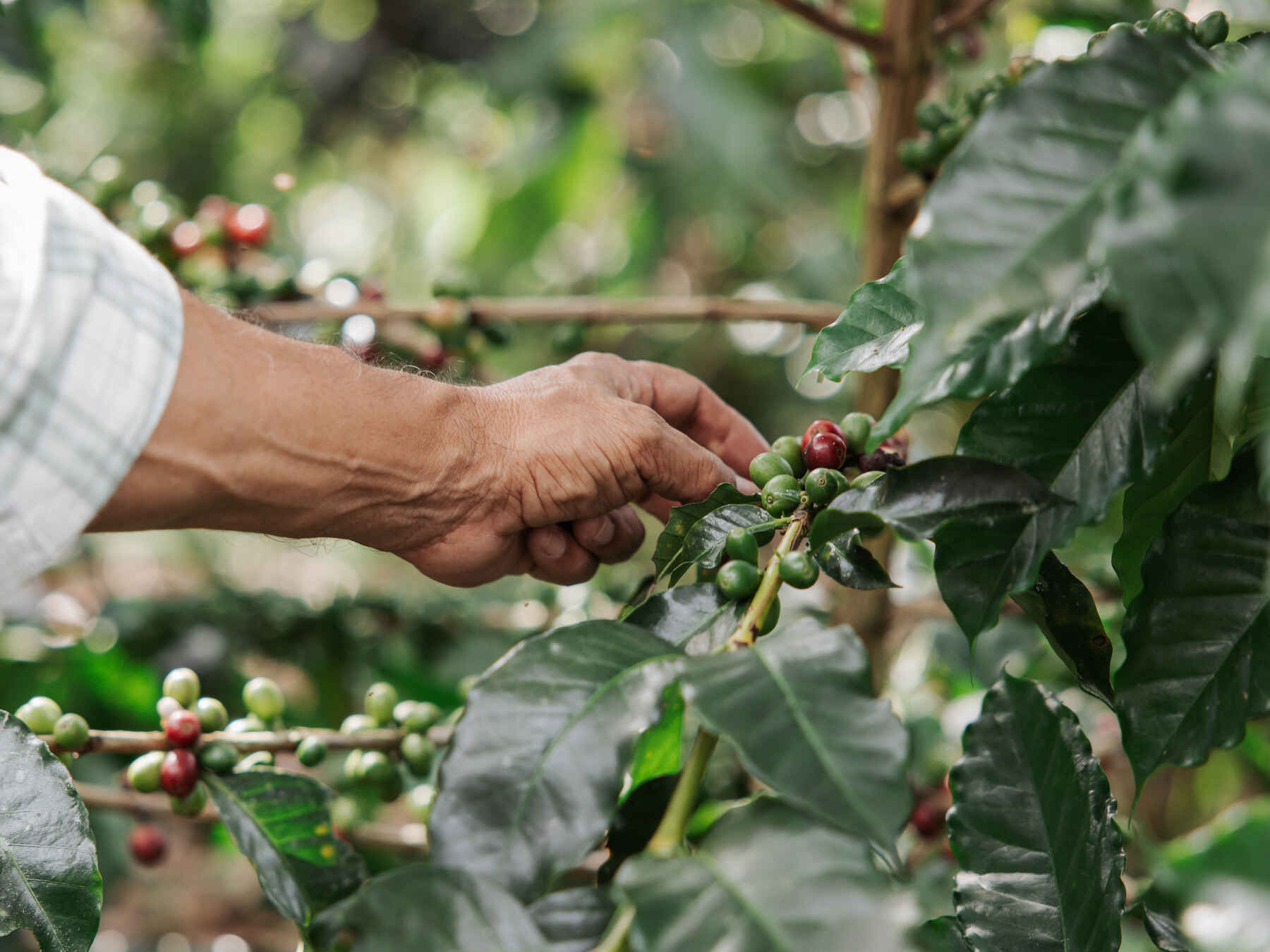 Hand examining ripe and unripe coffee cherries on a branch in a Colombian coffee farm