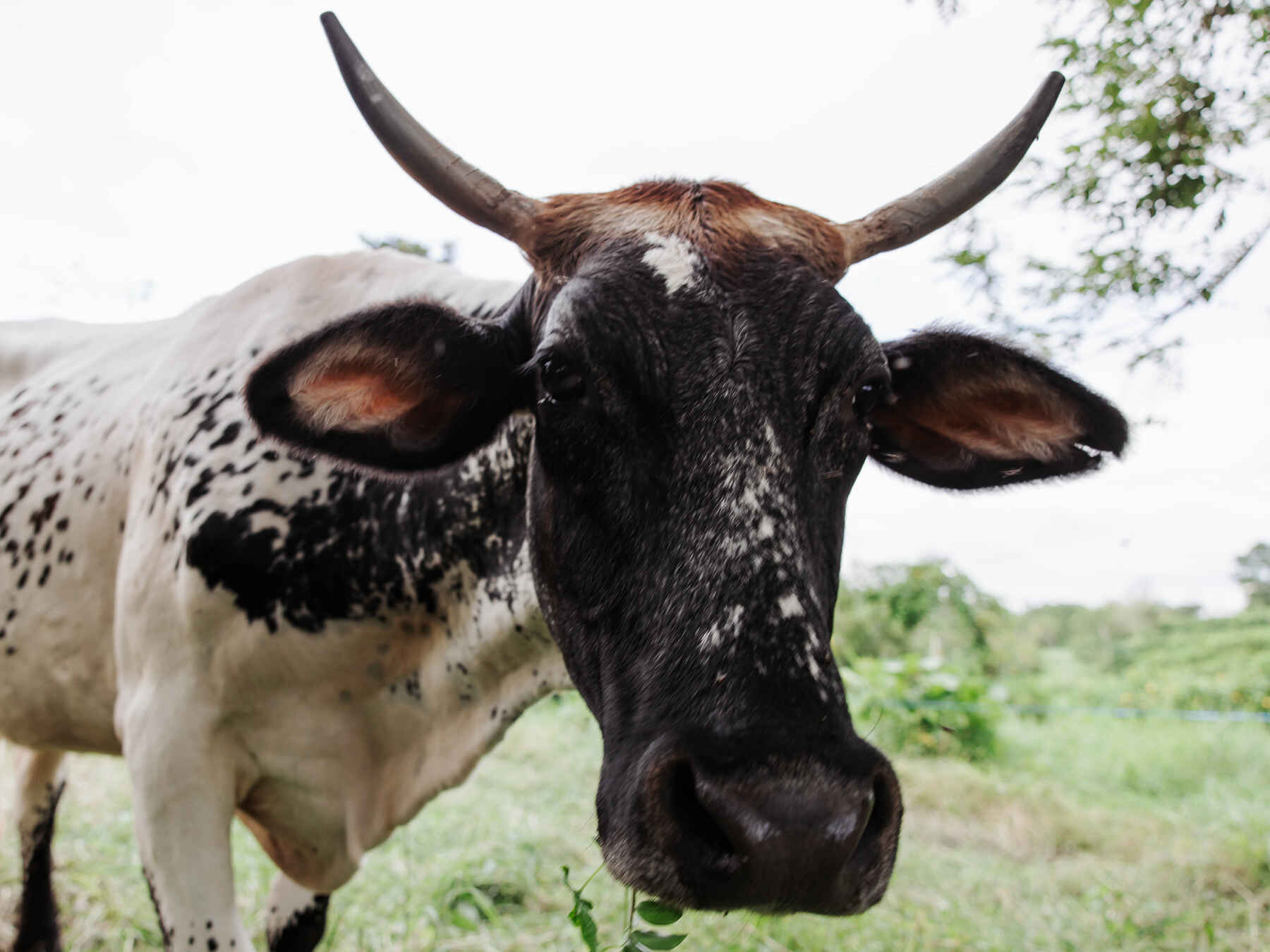 Black and white spotted cow with long horns standing in a Colombian pasture