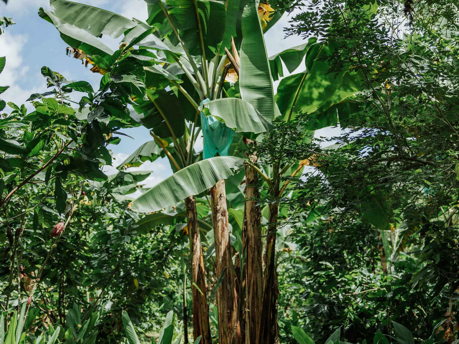Tall plantain plant with large green leaves reaching toward the sky in a lush tropical forest setting