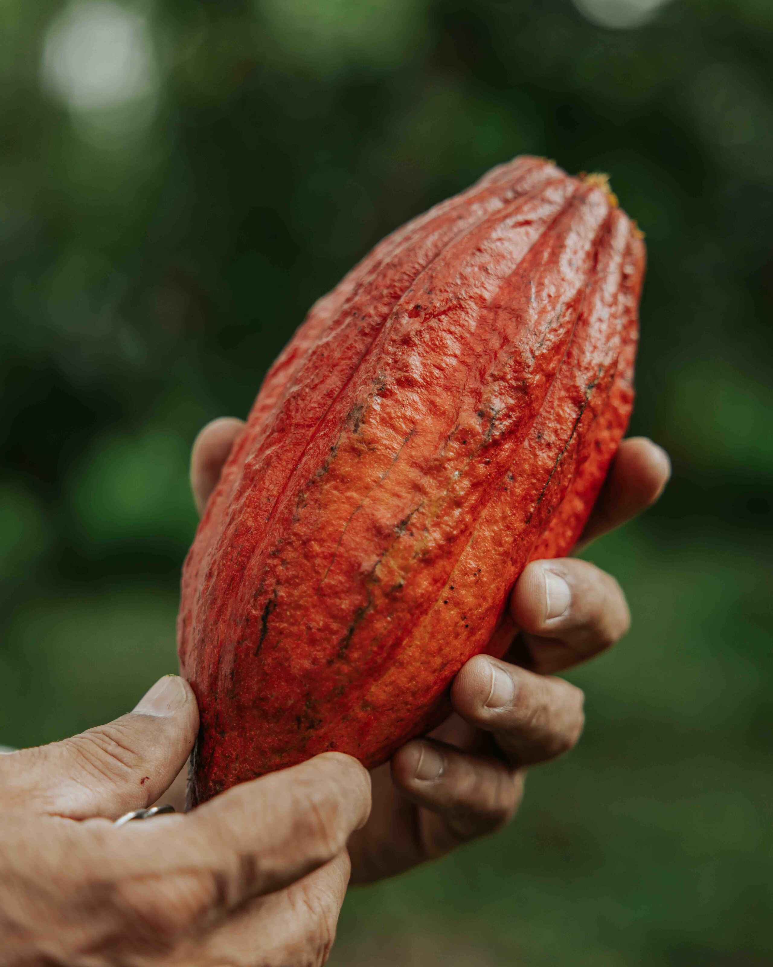 Hands holding a red cacao pod from a Colombian cacao tree